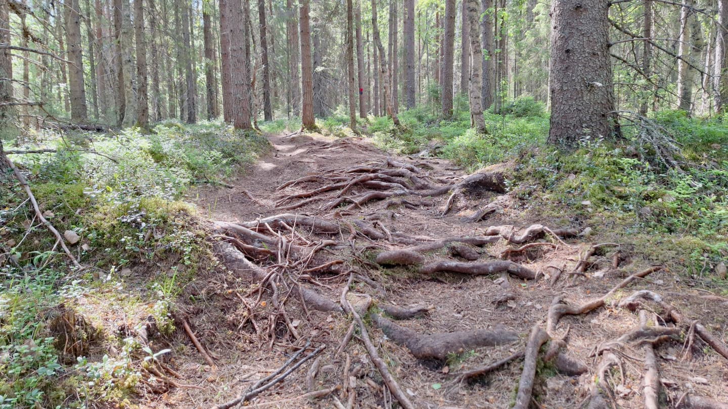 Rotig skogsstig vid Korpilammen kierros i Sanginjoki