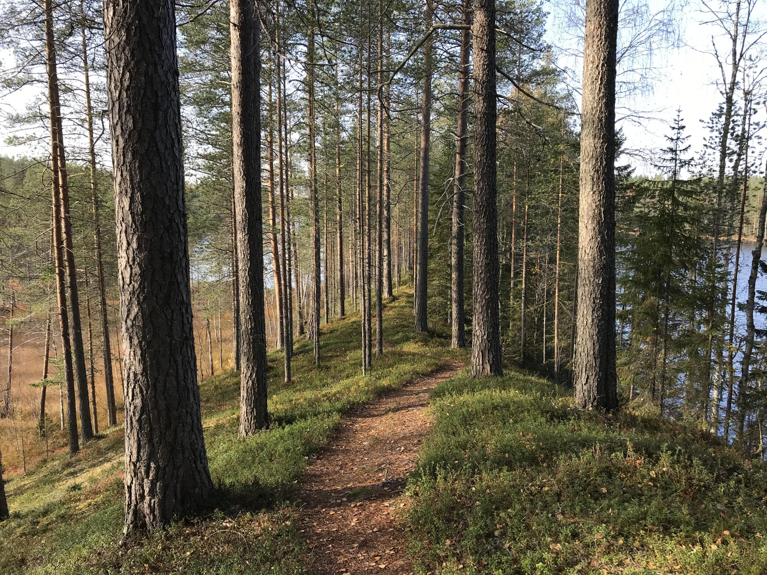 Kuva: Eeva Pulkkinen Harju jonka päällä menee polku. Harjun sivuilla on suota ja vesistöä.