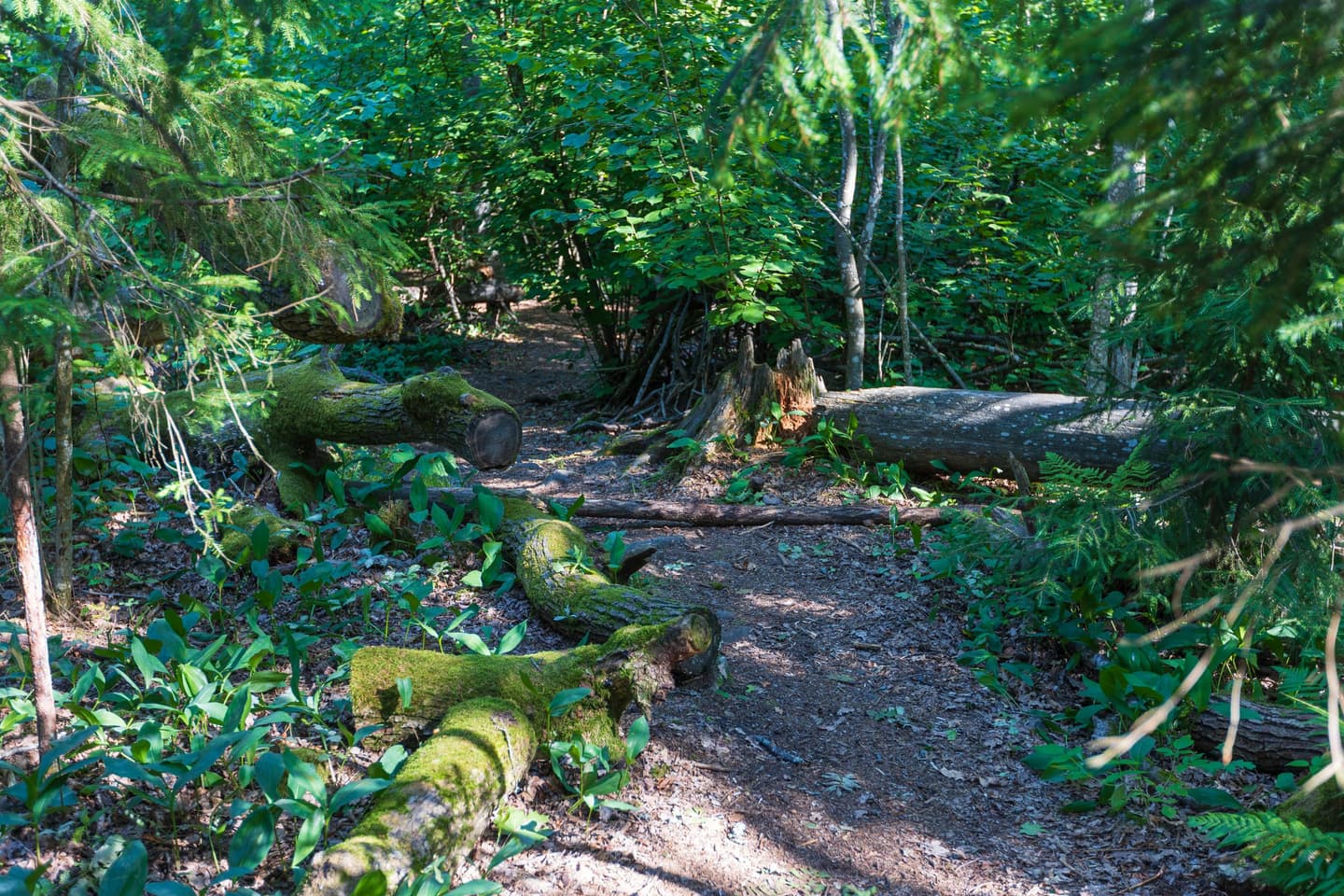 Image: Joose Zanasi / Vantaan kaupunki A trail through a lush forest. Along the trail, there are pieces of tree trunks.