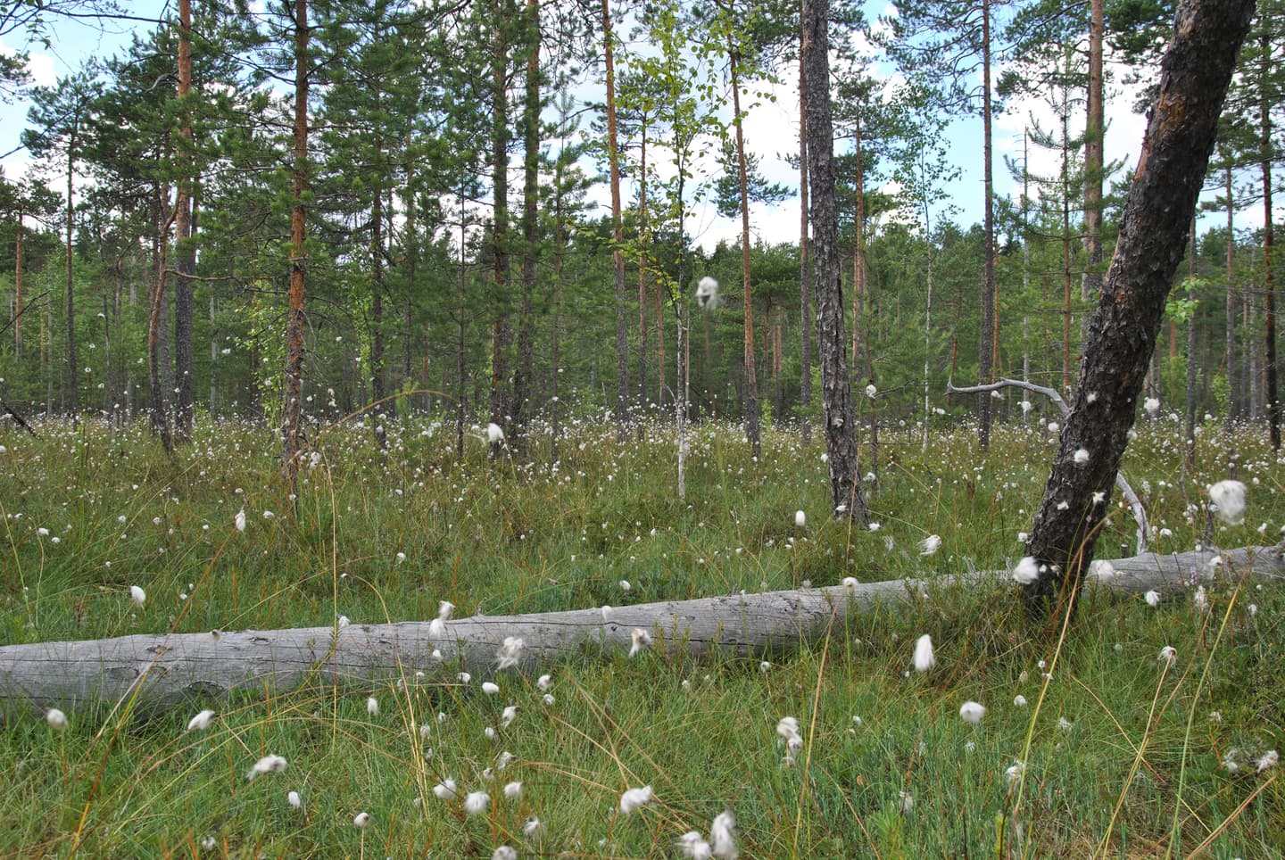 Image: Jussi-Pekka Manner / Espoon kaupunki Between the trees, there are tussock cottongrasses and a dead tree trunk on the ground.