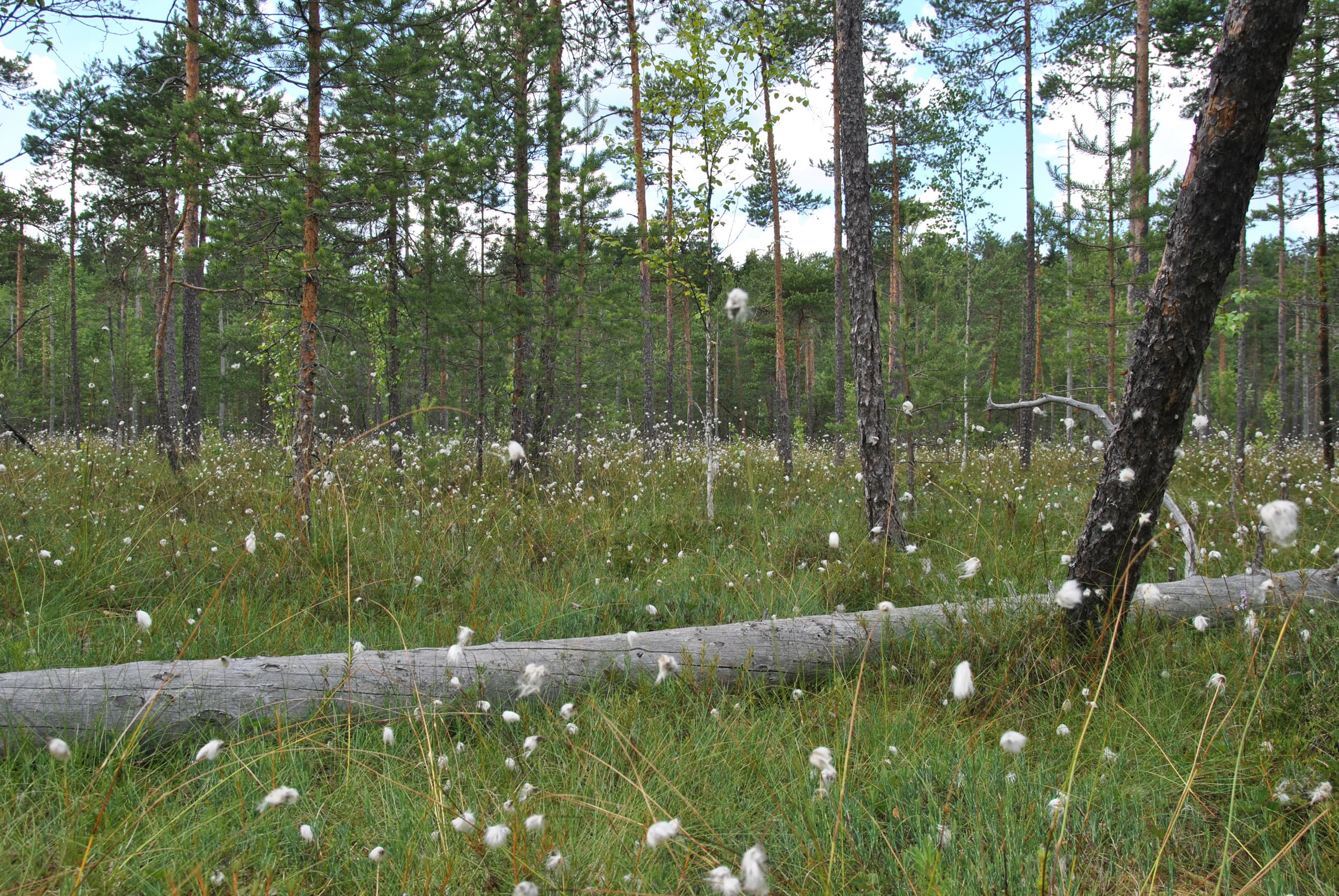 Kuva: Jussi-Pekka Manner / Espoon kaupunki Puiden keskellä tupasvilloja ja kelo maassa.