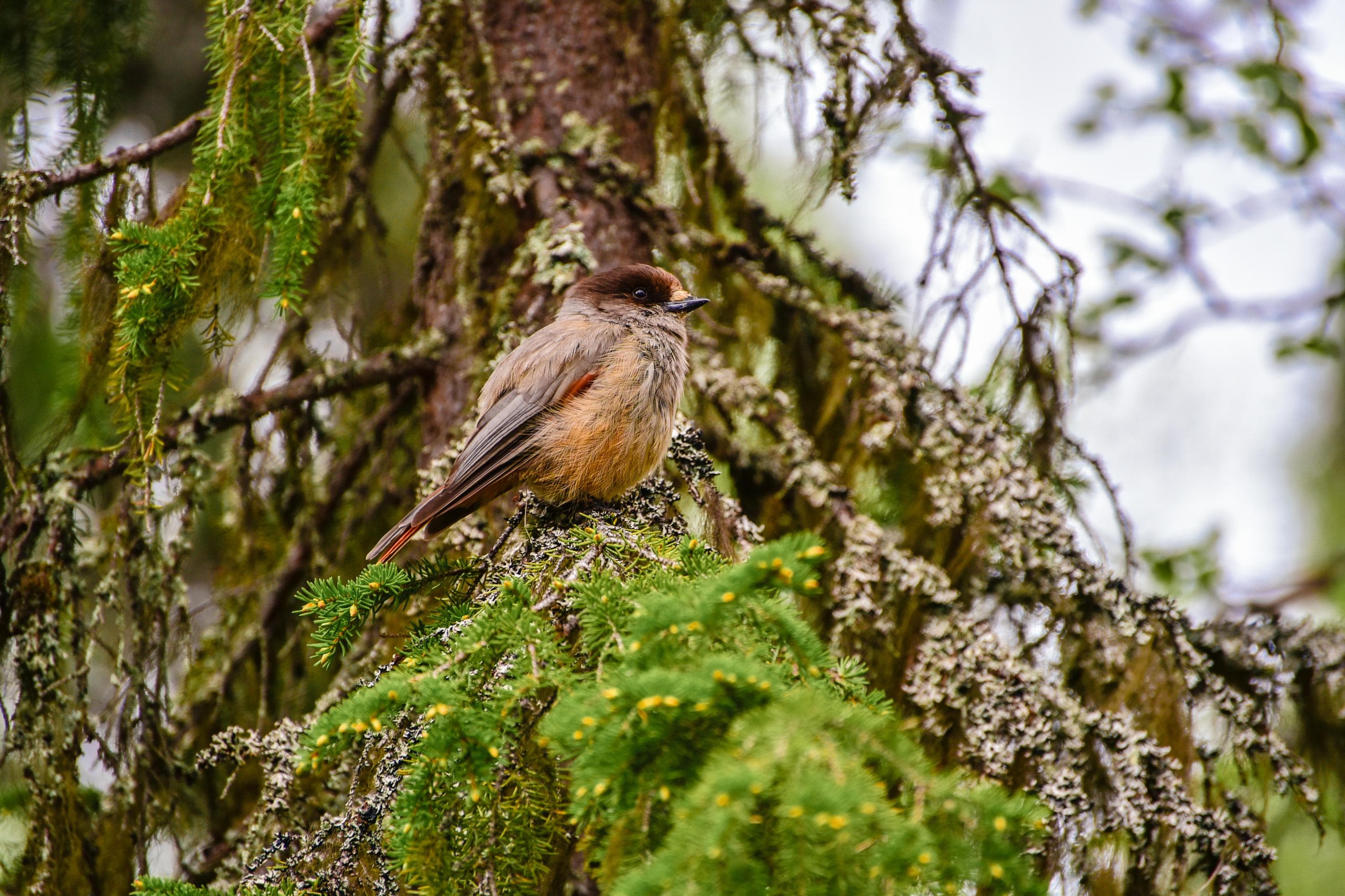 Kuva: Tatiana Yakovleva Kuukkeli kuusen oksalla.