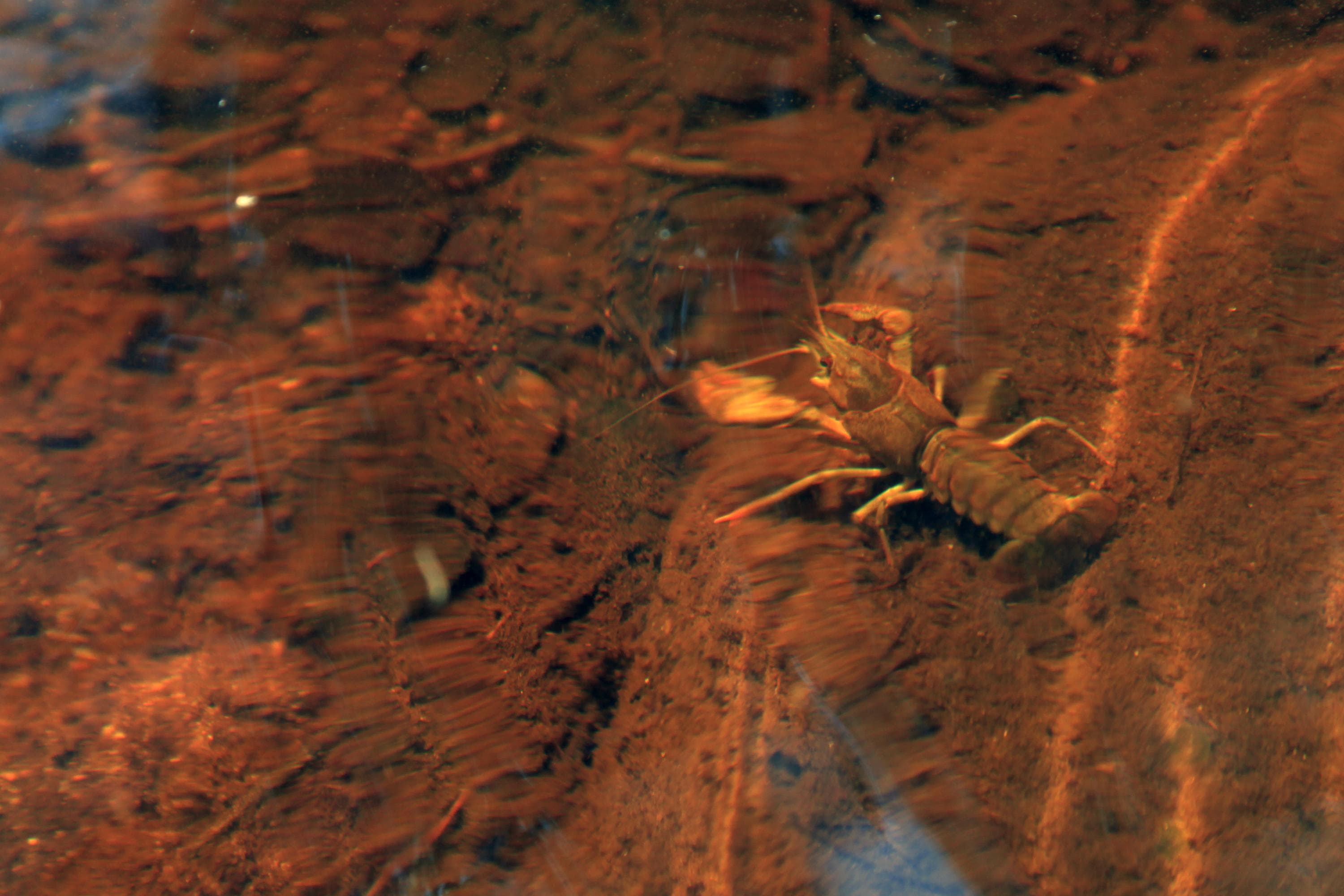 Kuva: Aku Ahlholm Jokirapu vedessä.