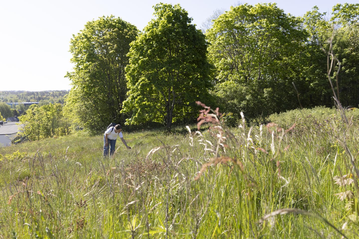 Image: Suvi Elo / Turun kaupunki A hiker is bending down to observe the meadow on the hill. The meadow is bordered by lush trees and buildings.