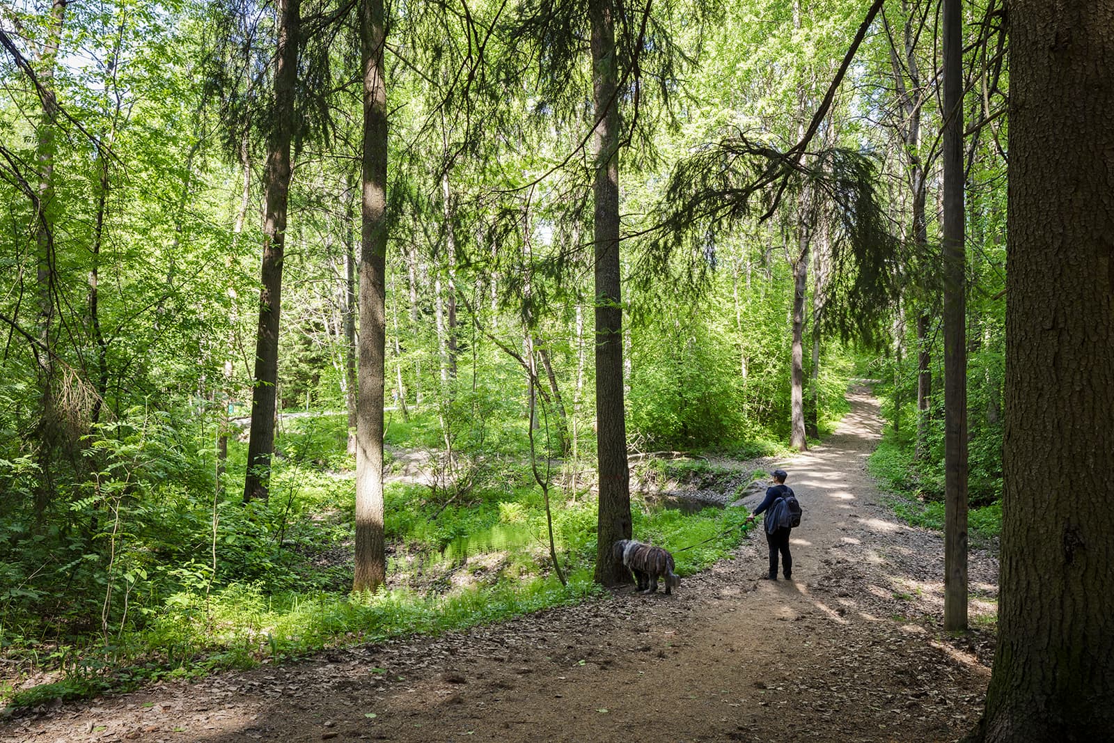 Kuva: Sami Saastamoinen / Helsingin kaupunki Retkeilijä seisoo polulla rehevässä metsässä. Hänellä on hihnassa koira, jonka kuono on kiinni puunrungossa.