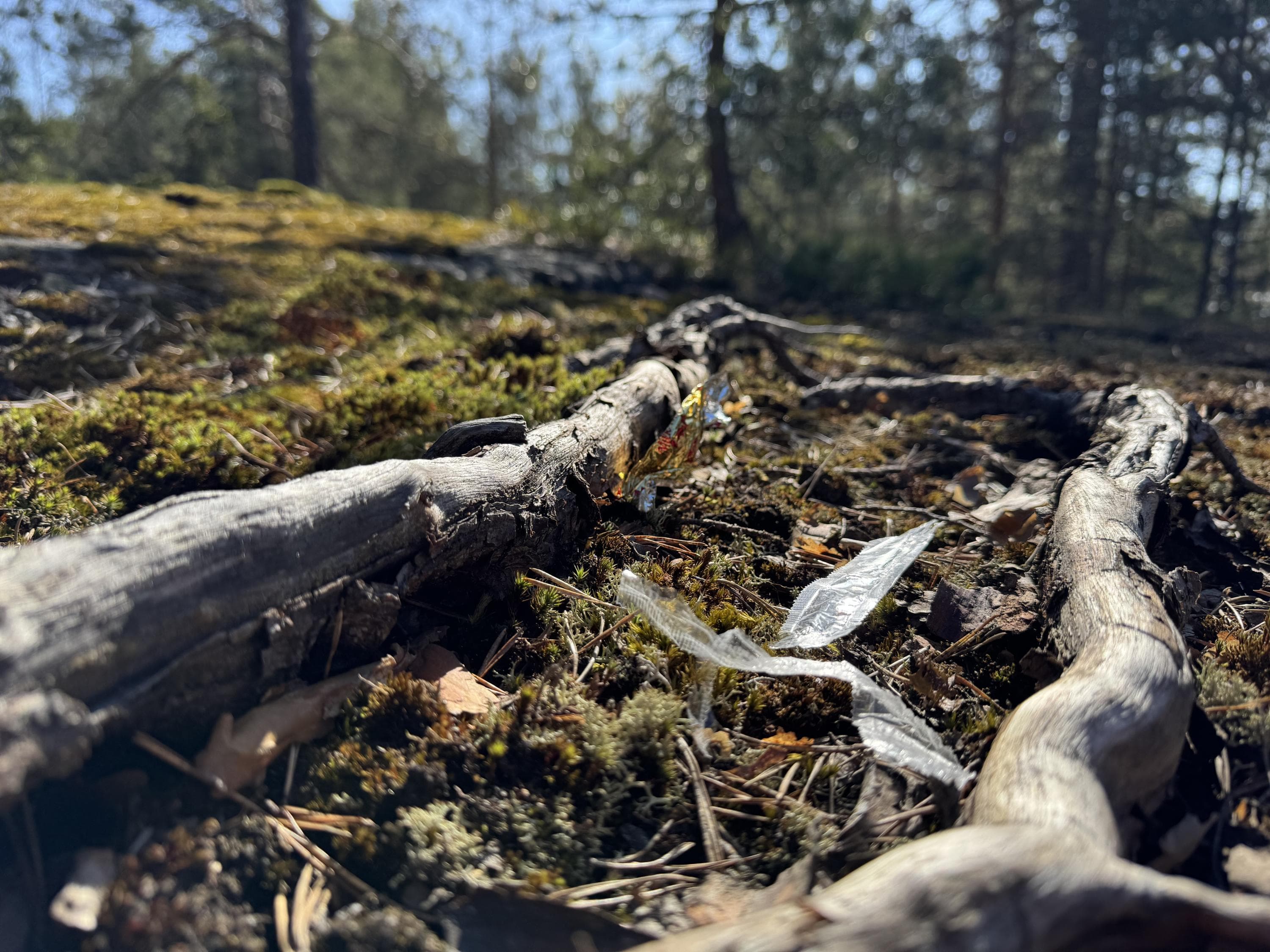 Image: Anne Tastula Close-up of straw wrappers as litter in nature.