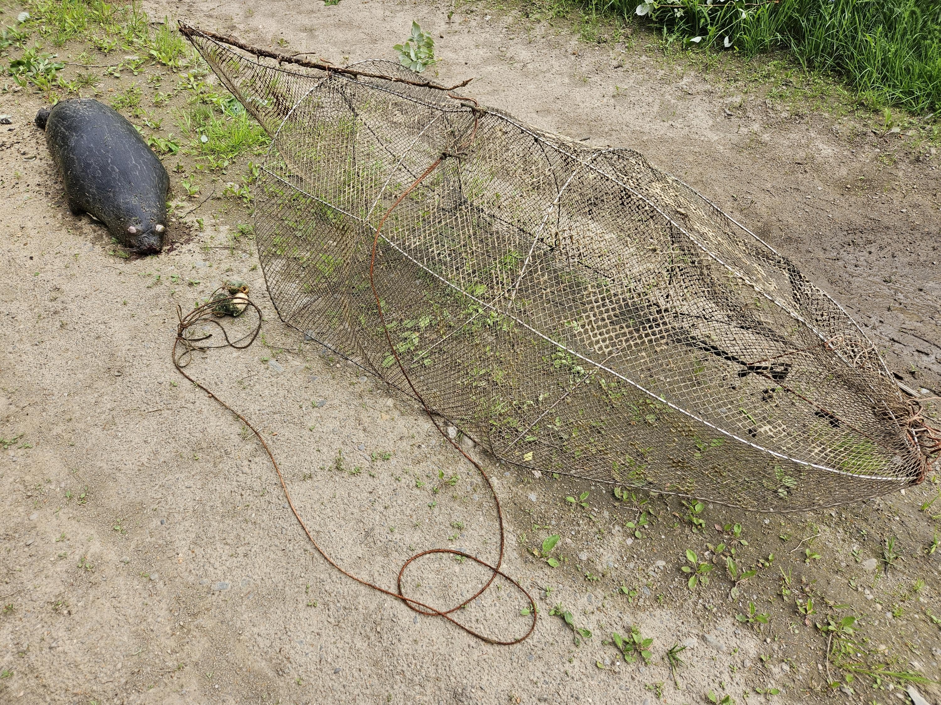 Kuva: Mikko Suonio Kuollut saimaannorppa maalla katiskan vierellä.