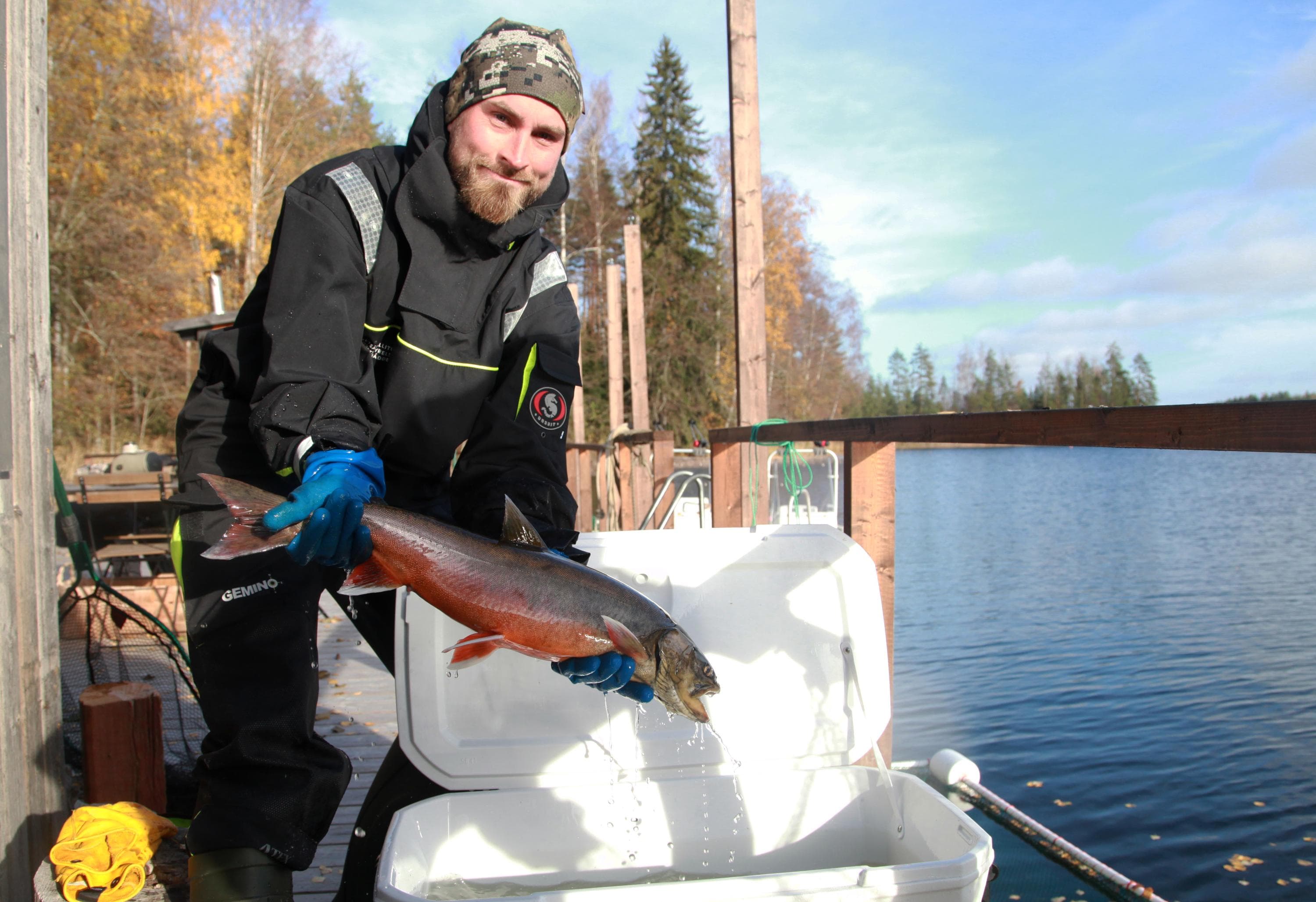 Kuva: Aku Ahlholm / Metsähallitus Henkilö esittelee saimaannieriää hansikoiduin käsin.