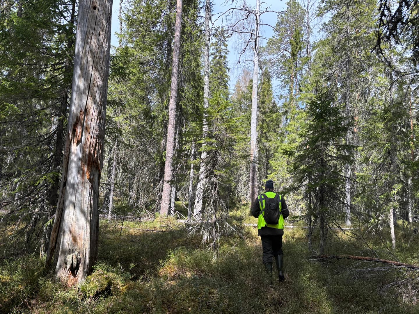 Kuva: Tiina Huotari Retkeilijä kulkee melko huonosti erottuvalla metsäpolulla. Polun vieressä kasvaa eri ikäisiä puita. Lähimpänä on kelo ja myös maapuita on paljon.