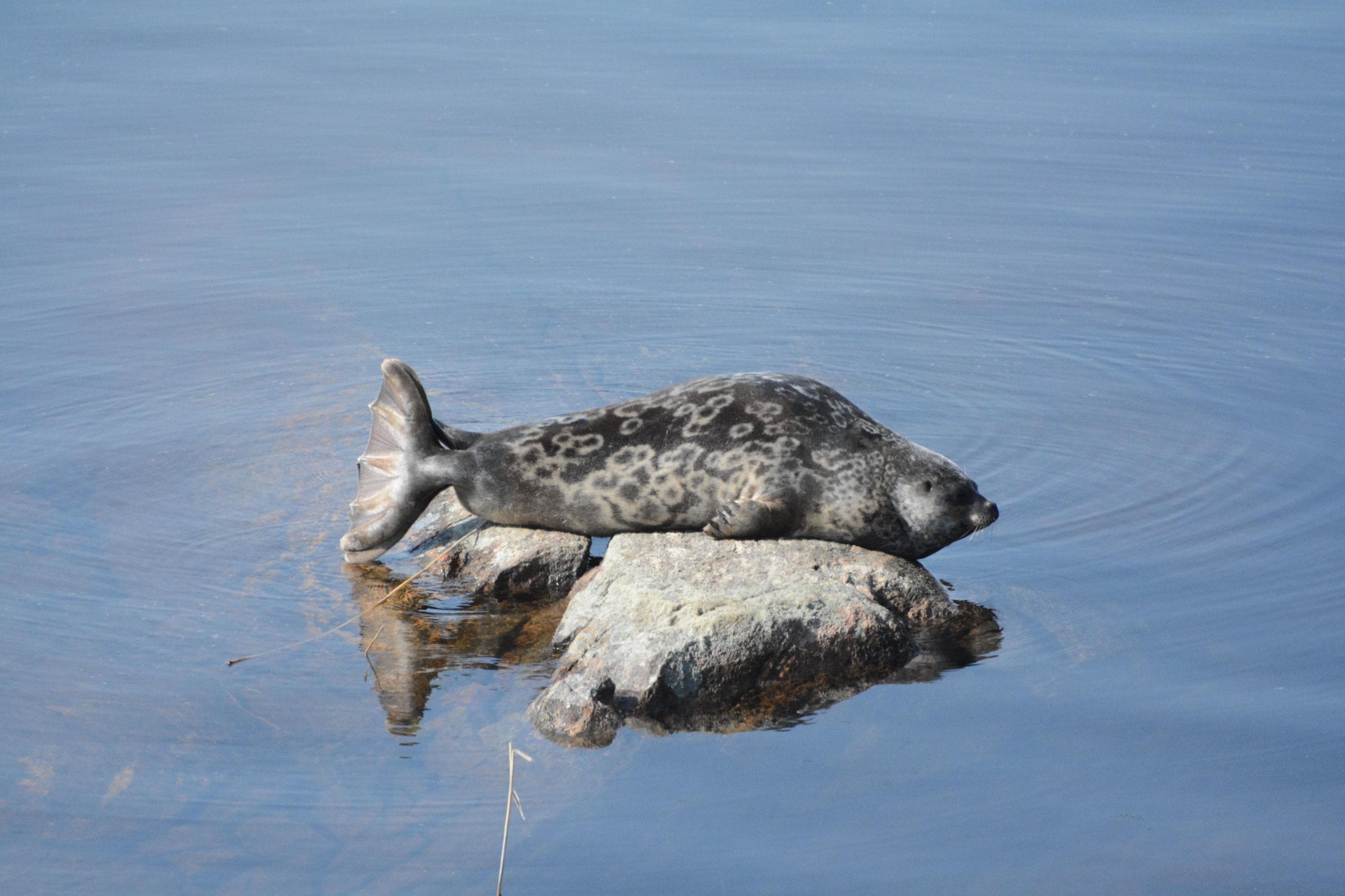 Kuva: Miina Auttila Saimaannorppa makaa kiven päällä rantavedessä.