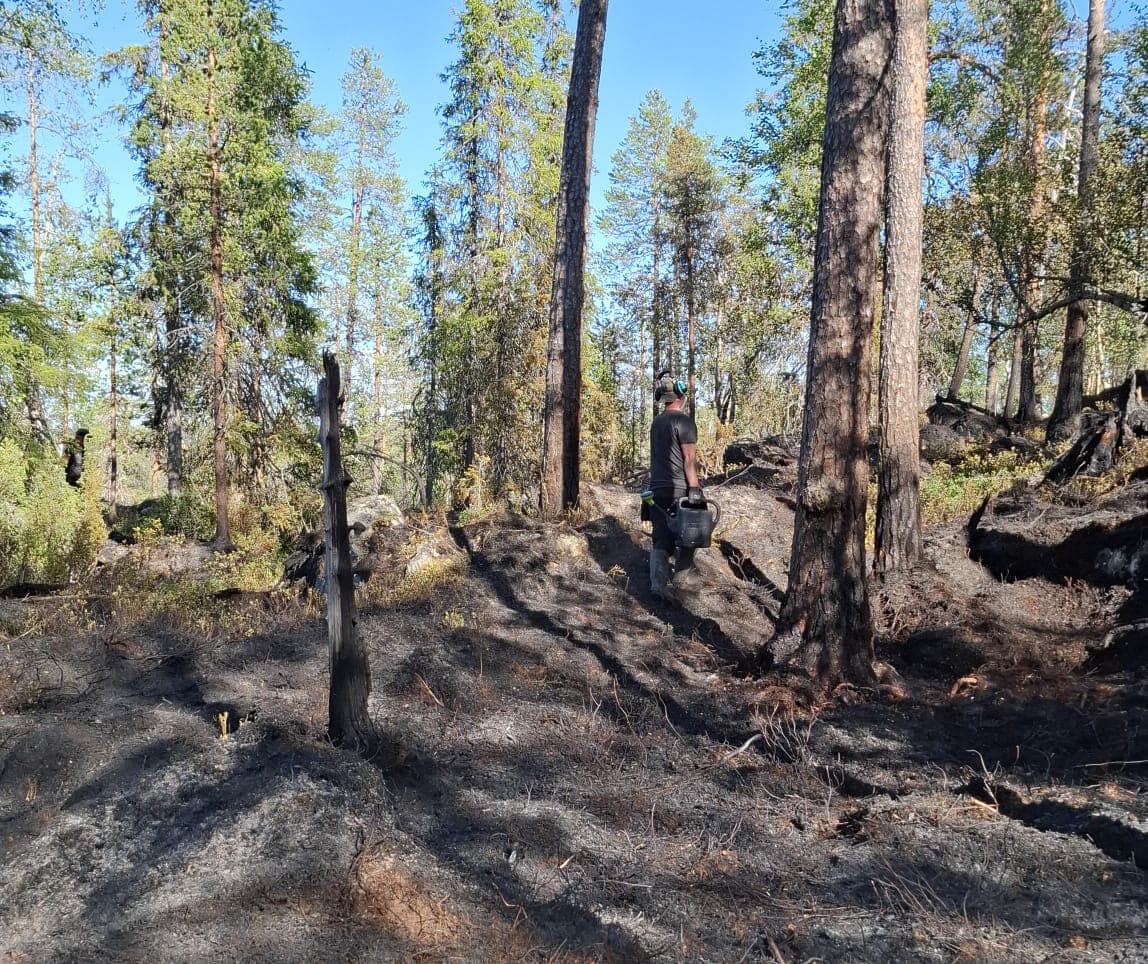 Kuva: Suvi Kauhanen Henkilö seisoo kastelukannujen kanssa kivikkoisessa metsässä, jonka aluskavillisuus ja puiden alaosat ovat palaneet.