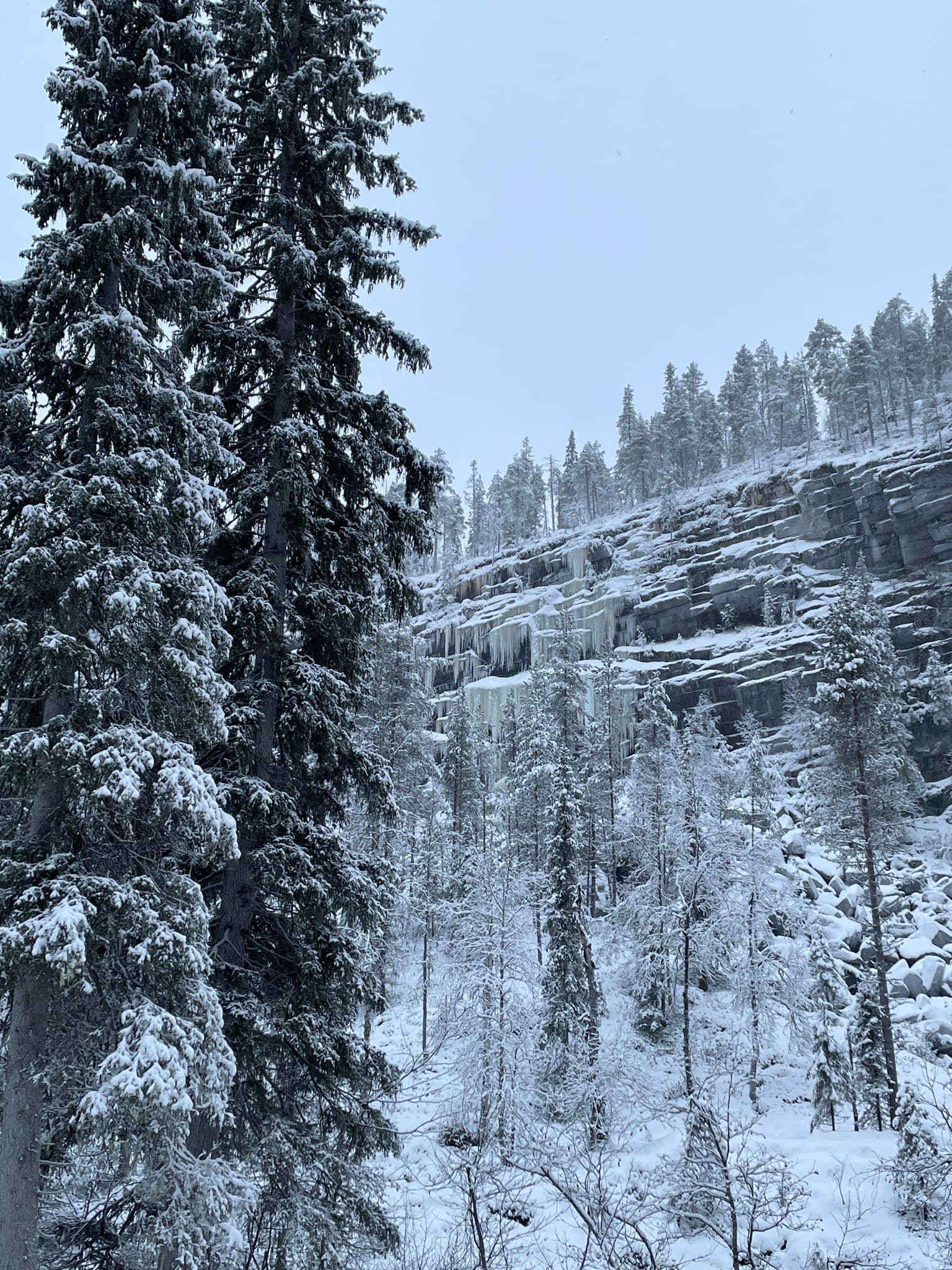 Bild: Elisa Heikkilä Ett snötäckt landskap med höga snötäckta barrträd. I bakgrunden syns en klippbrant med istappar som hänger ner. Himlen är molnig och marken är helt täckt av snö.
