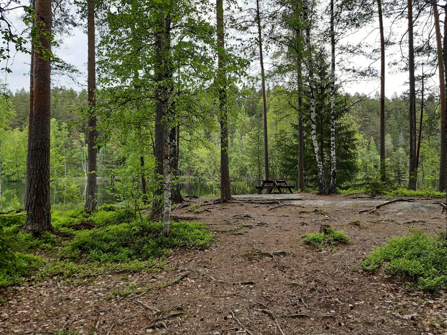 Image: Kirsi Nikkola A forest trail ending at a picnic table. The forest is bright green.