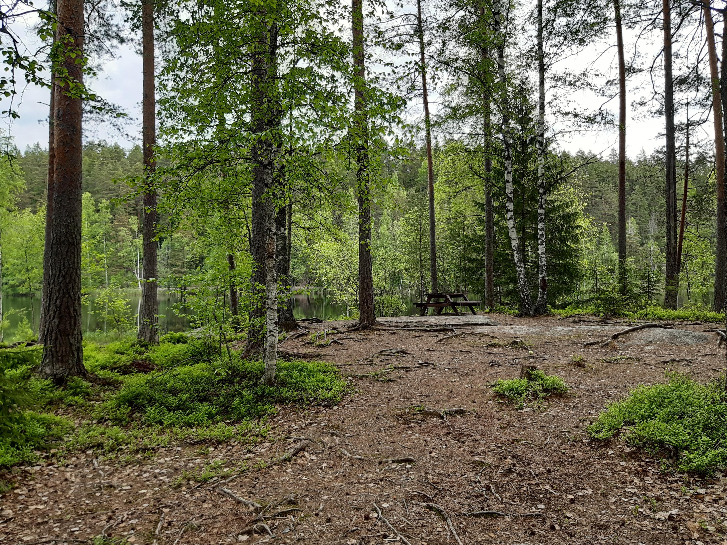 Bild: Kirsi Nikkola En skogsstig som leder till ett bord med bänkar. Skogen är ljusgrön.
