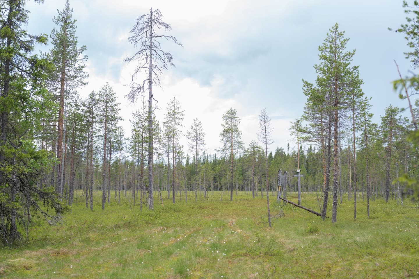 Kuva: NEOEN Harvaa havumetsää suolla.