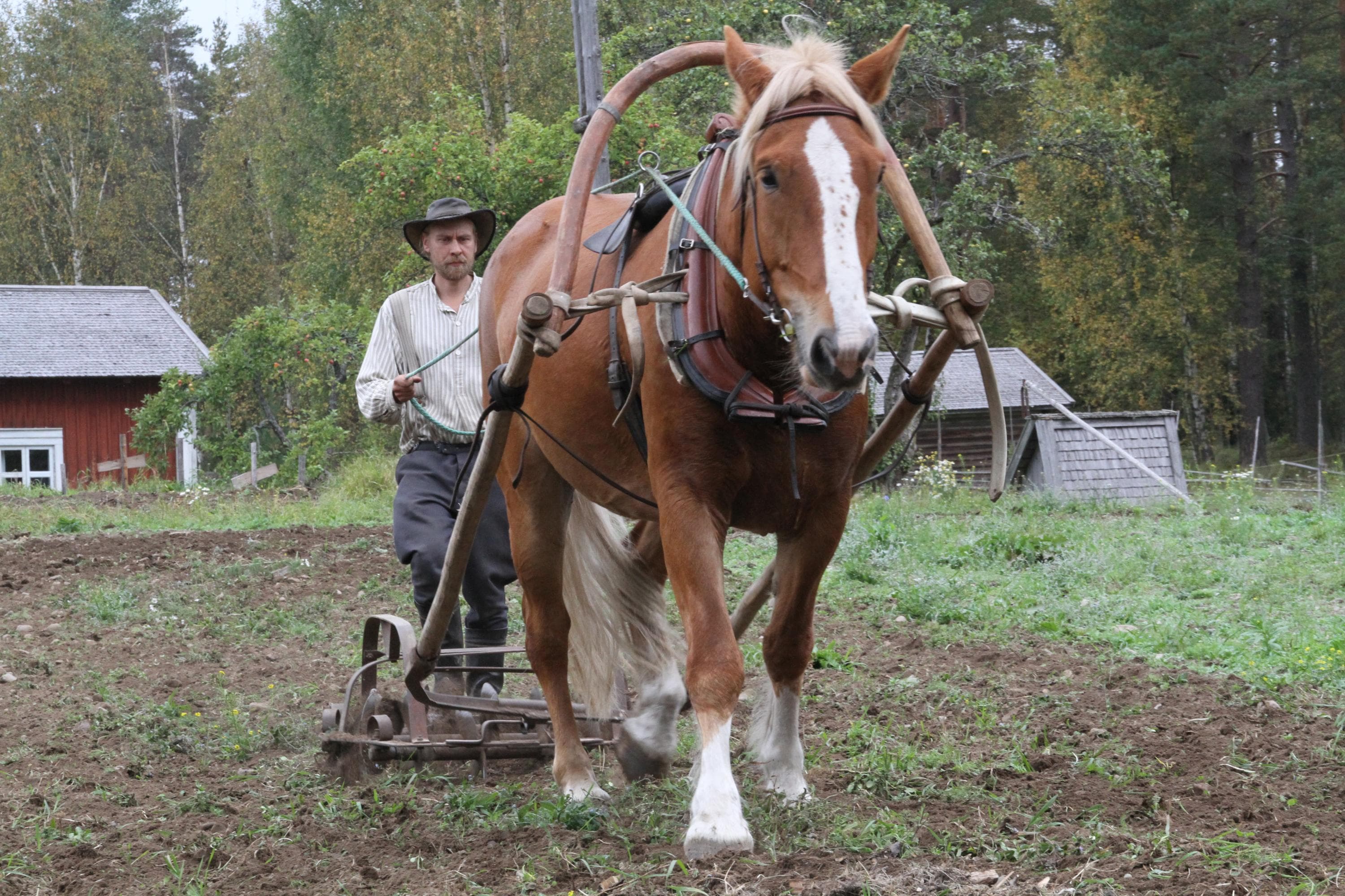Autumn harrowing with a horse in the yard of Korteniemi Heritage Farm.