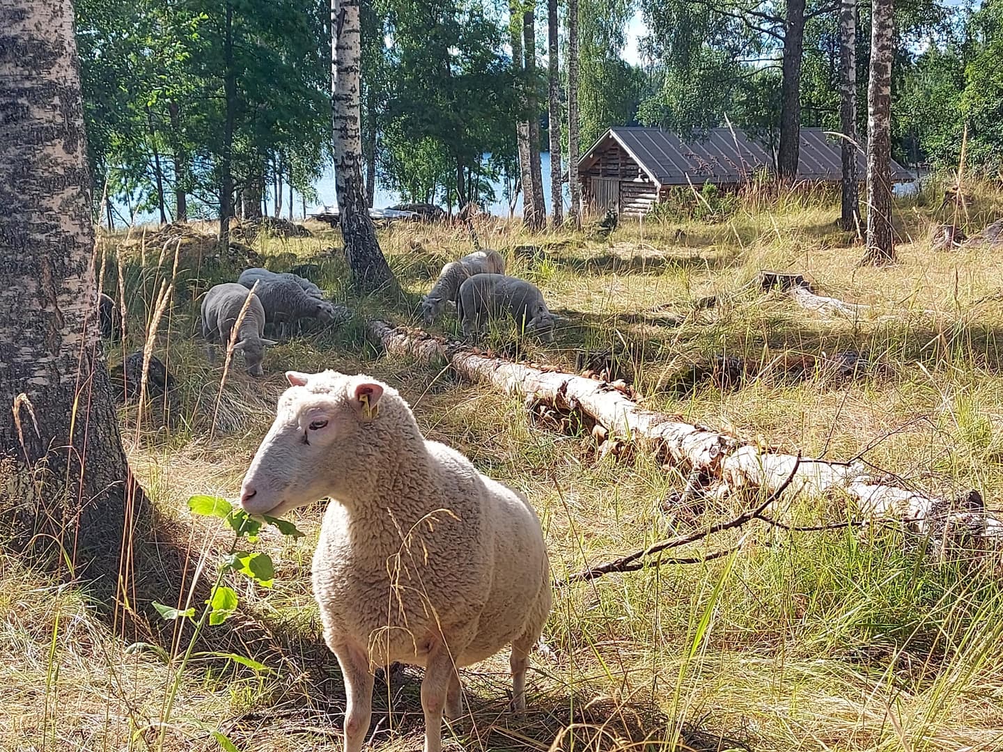 Image: Teemu Rintala Sheep grazing in a Wood meadow near shore. A small log building in the background.