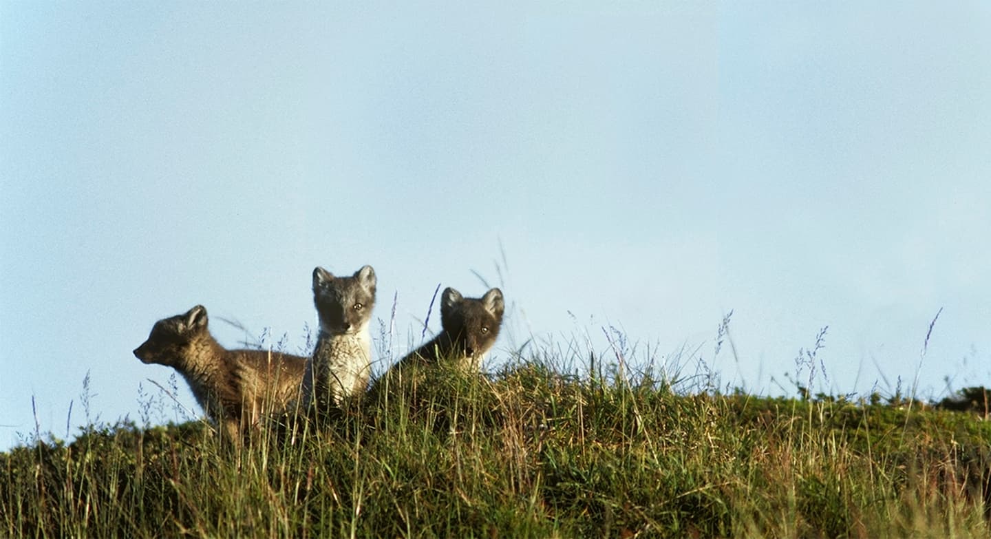 Image: Seppo Keränen Three arctic fox cubs in the terrain.