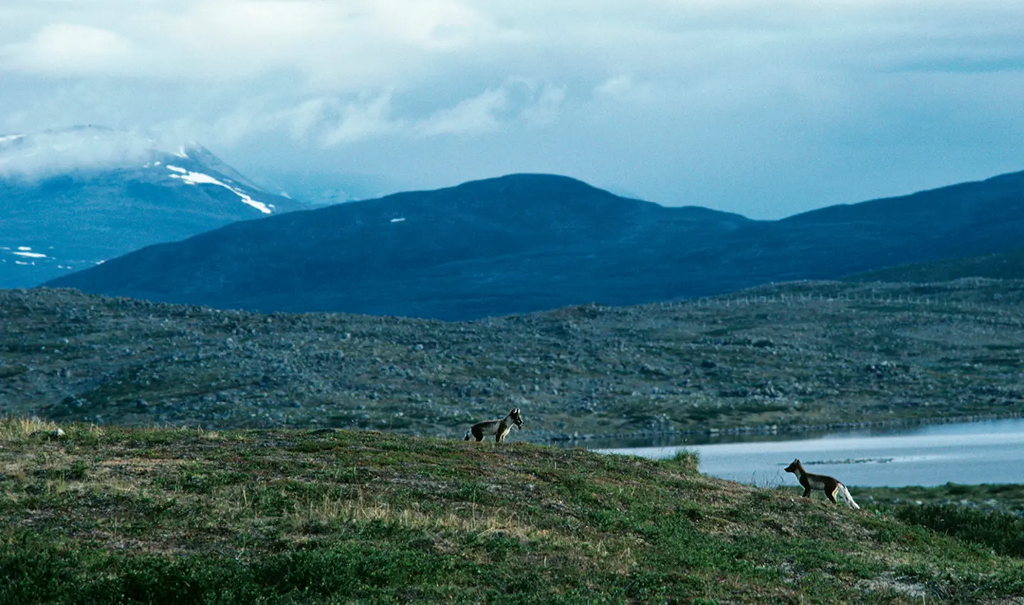 Image: Seppo Keränen Two arctic foxes in the fell landscape.