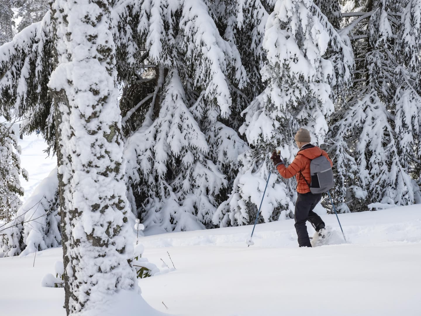 Image: Jari Kostet A person is snowshoeing in a snowy forest. They are wearing a red jacket.