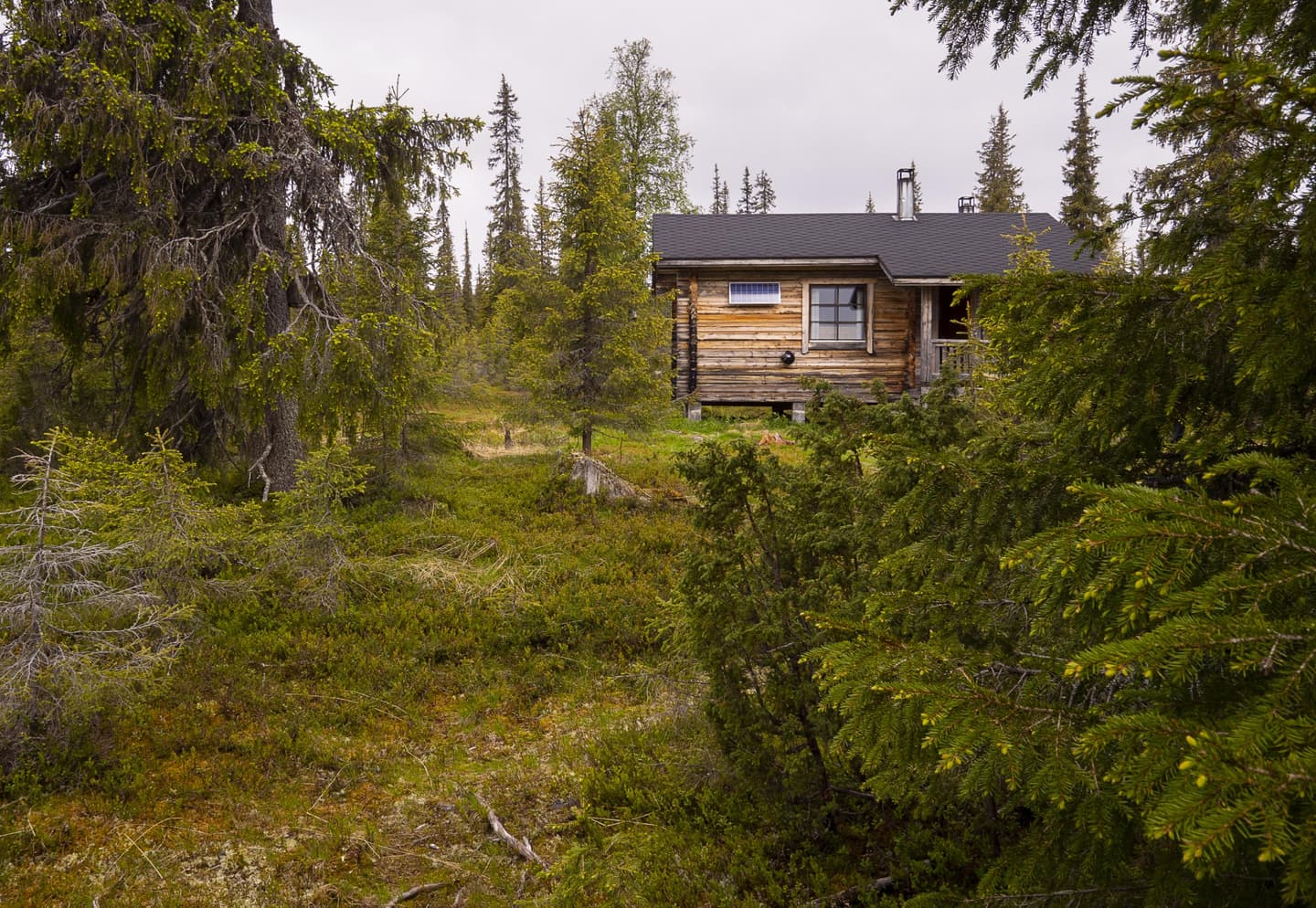 Image: Anna Pakkanen A log-built cabin is visible among the spruces.