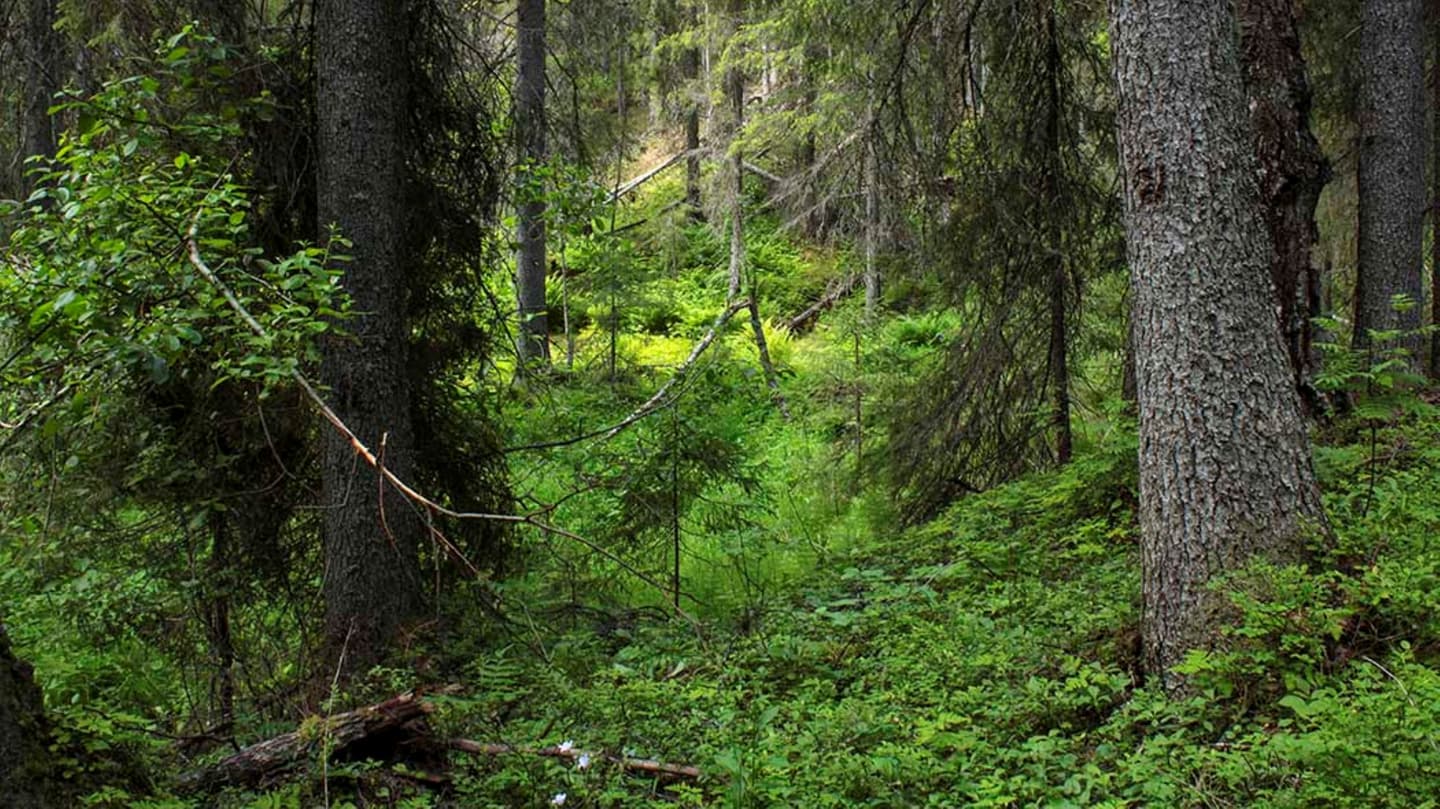 Kuva: Riitta Nykänen Vehreää havumetsän pohjaa.