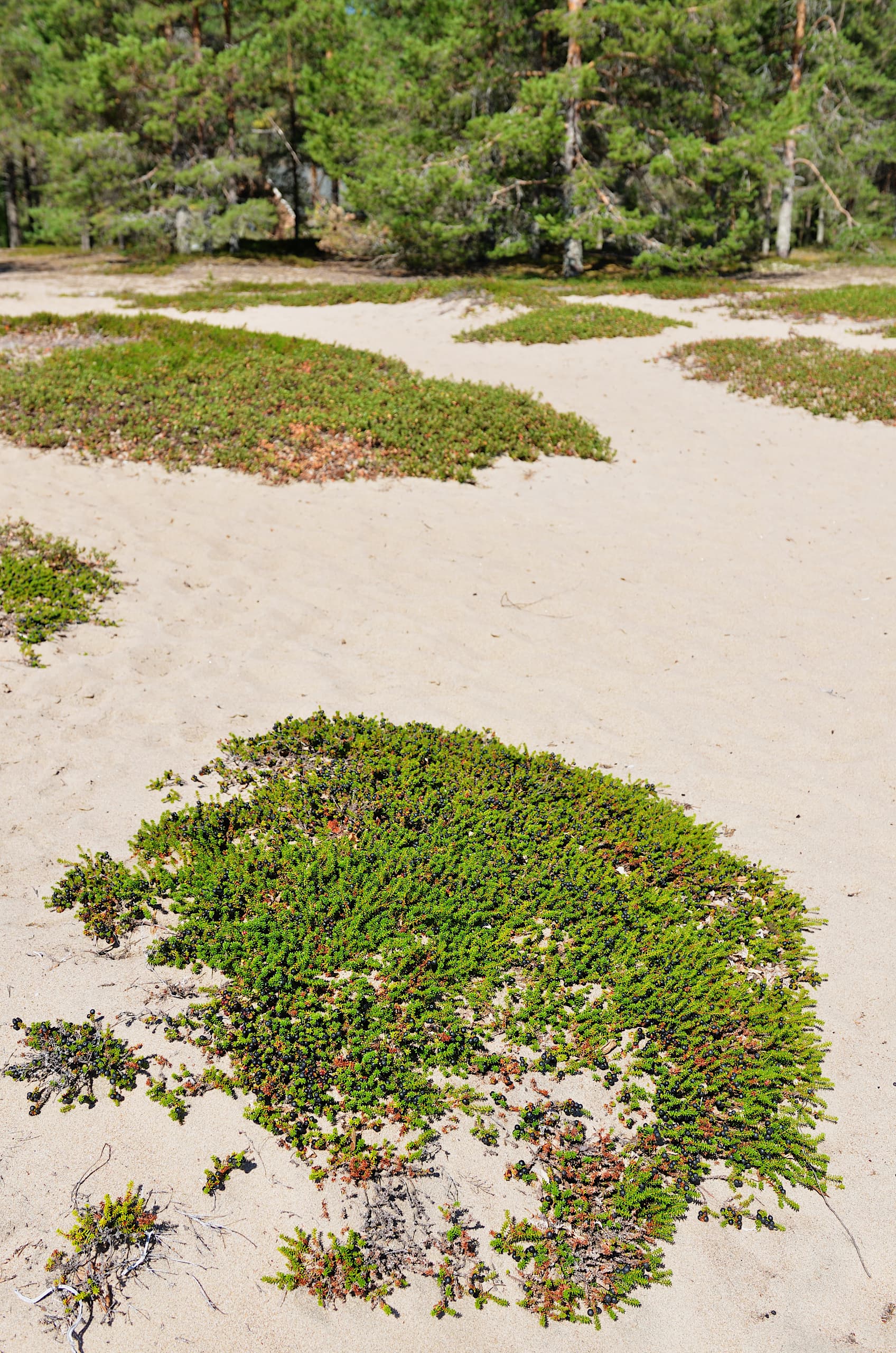 Kuivia variksenmarjadyynejä.