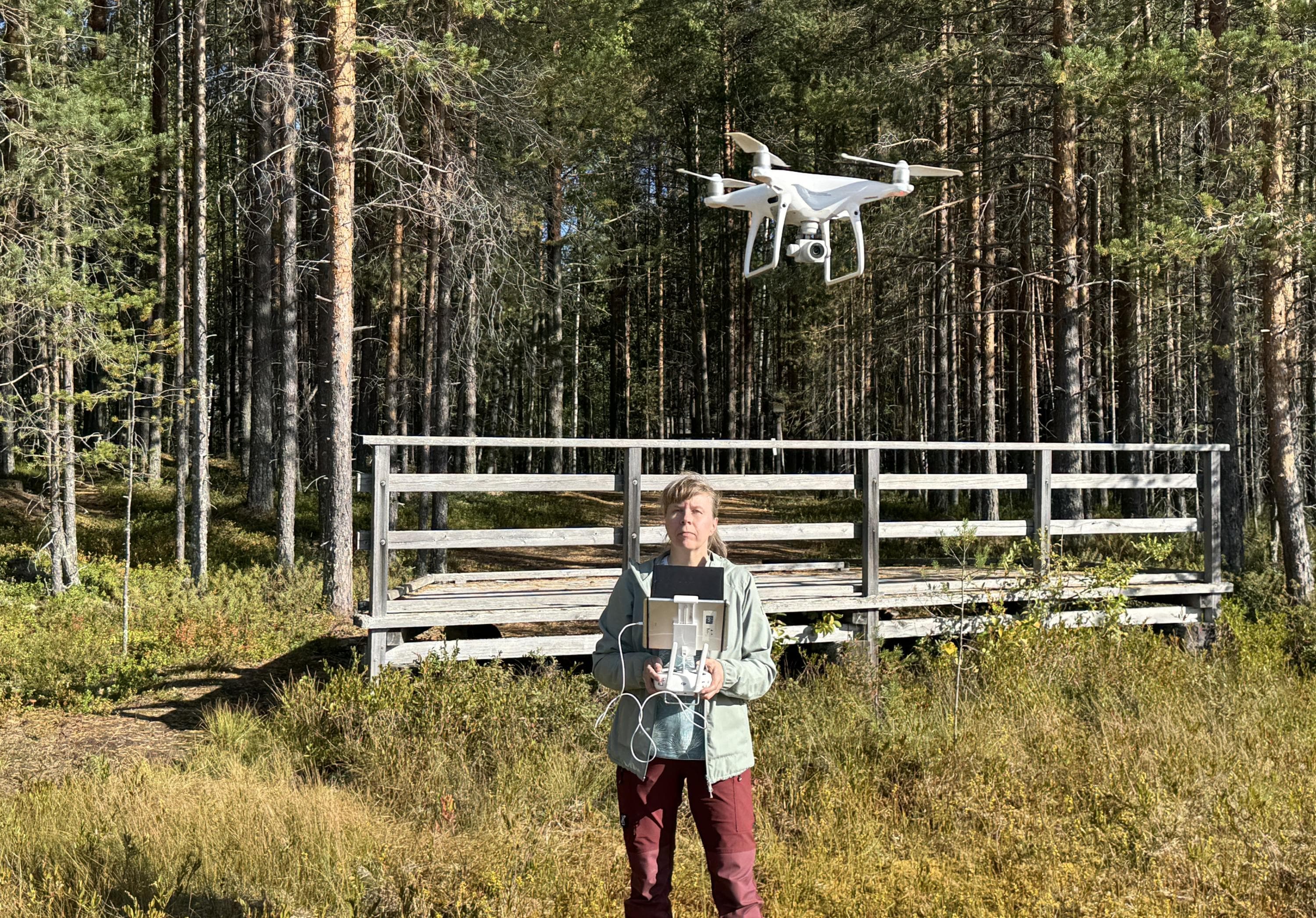 Kuva: llkka Numminen Henkilö lennättää dronea suon laidassa.