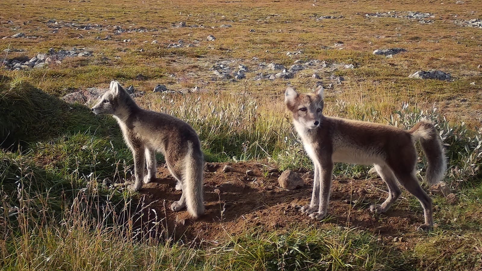 Kuva: Metsähallitus Kaksi naalinpentua.