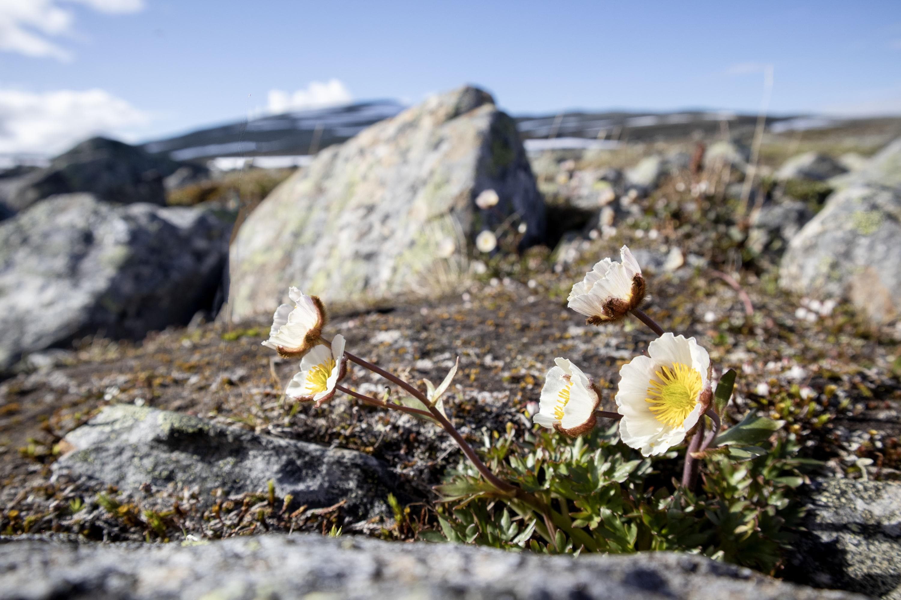 Kuva: Anna Pakkanen Jääleinikki kukkii kivien keskellä.