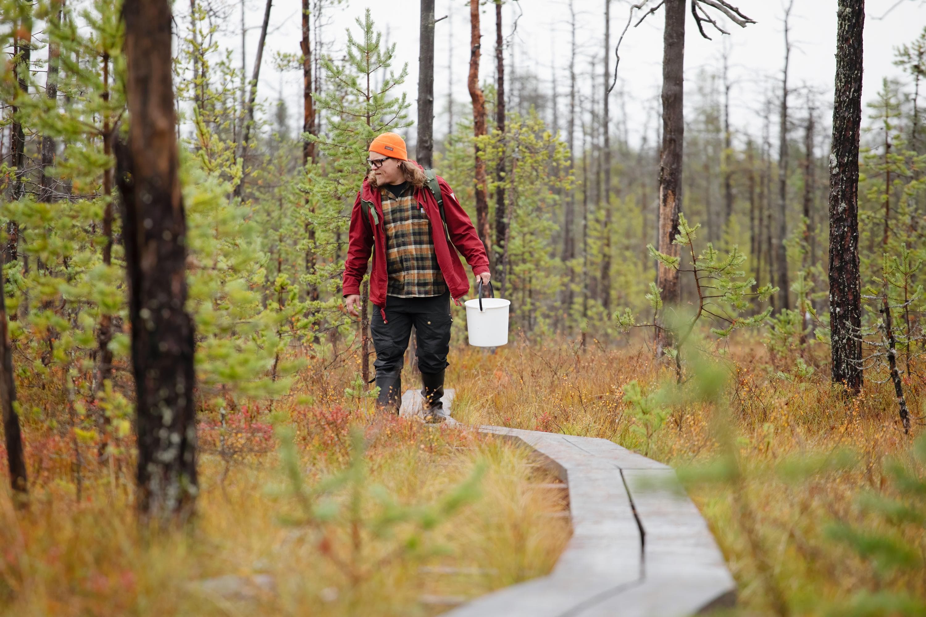 Kuva: Katri Lehtola / Keksi Punatakkinen marjastaja kulkee pitkospuilla valkoinen sanko kädessä ja tähyilee suolle.
