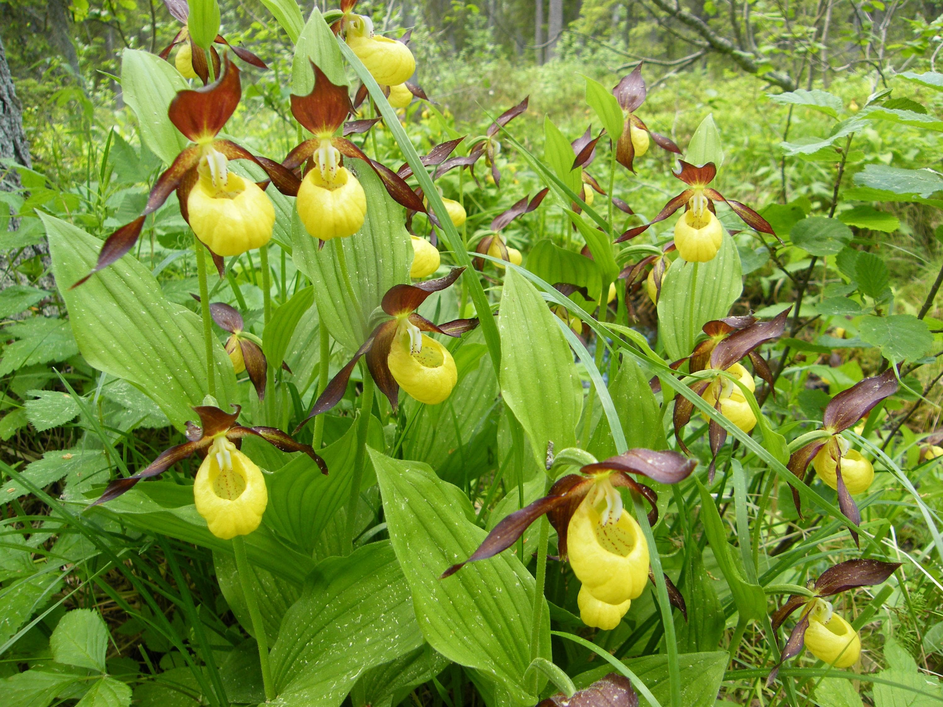 Kuva: Tiina Laitinen Tikankontit kukkivat.
