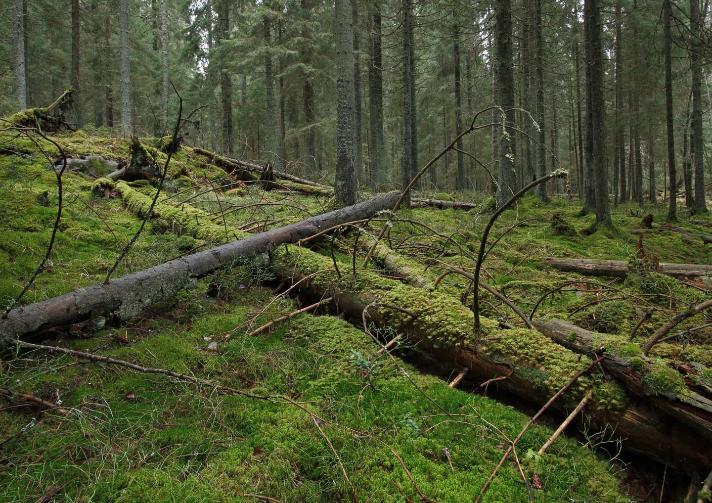 Kuva: Jussi Helimäki Maapuita vanhassa metsässä.