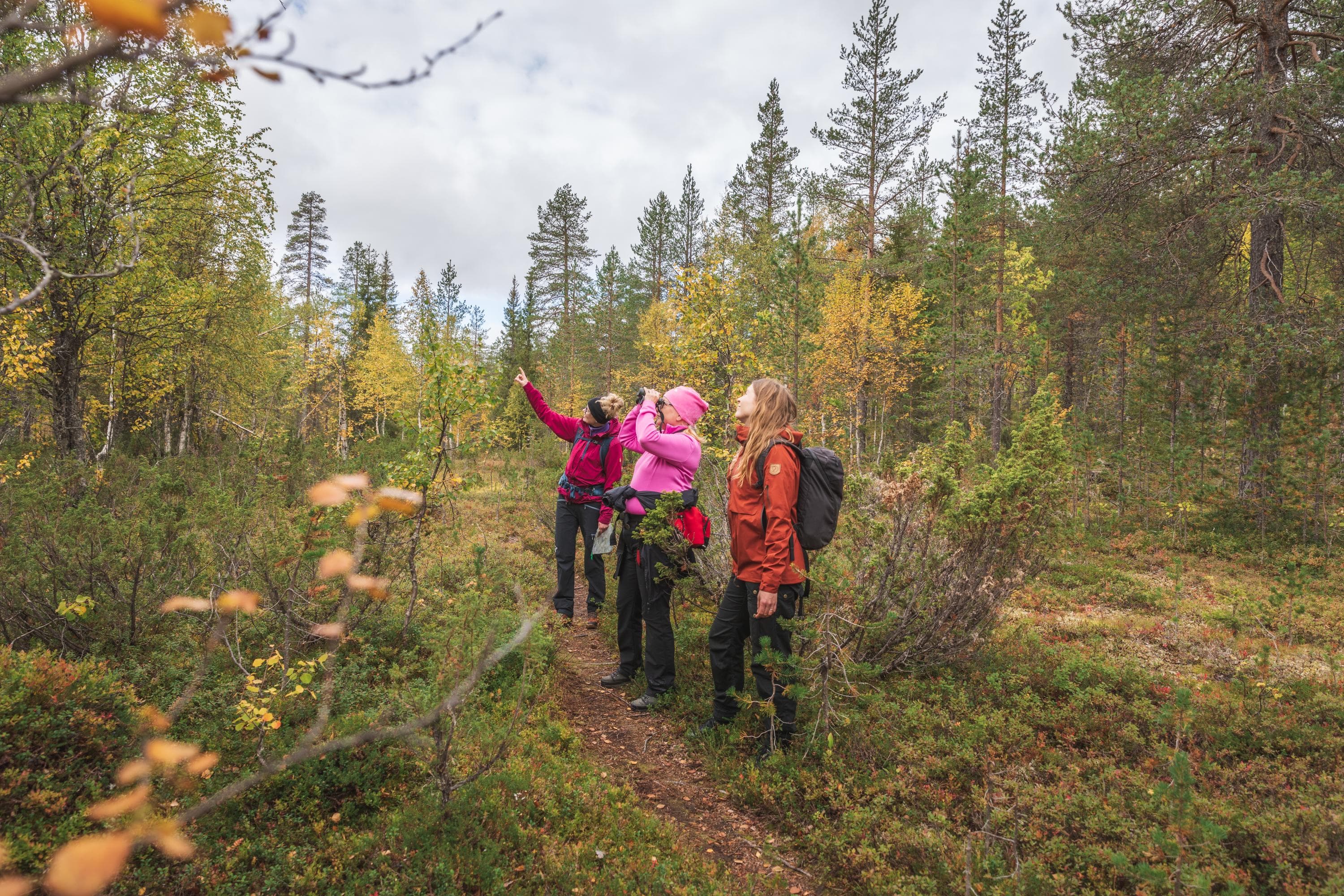 Kolme retkeilijää katsovat puiden latvoja kohden. Keskimmäinen kiikaroi.