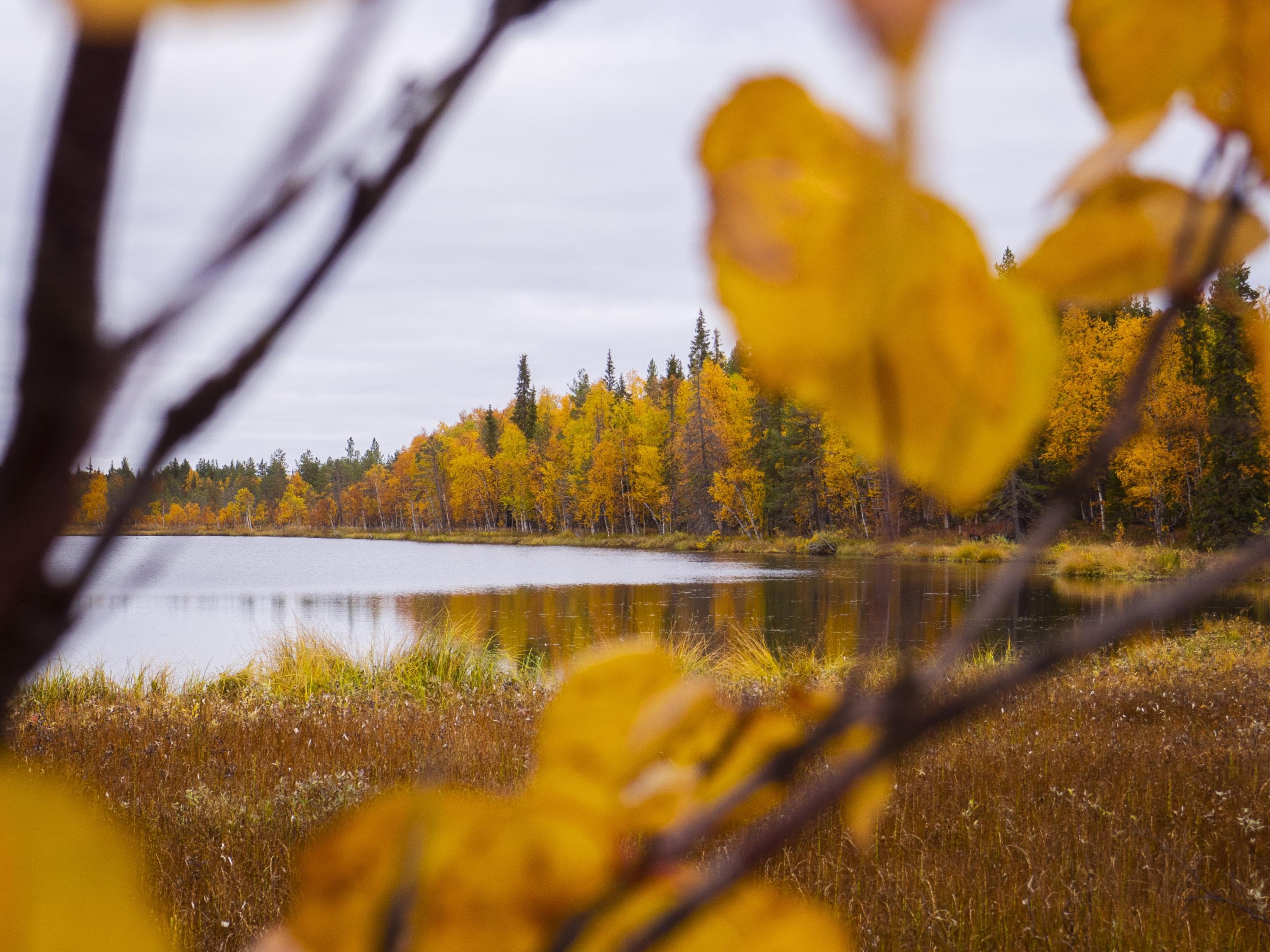 Ruskan hehkua lammen rannalla.