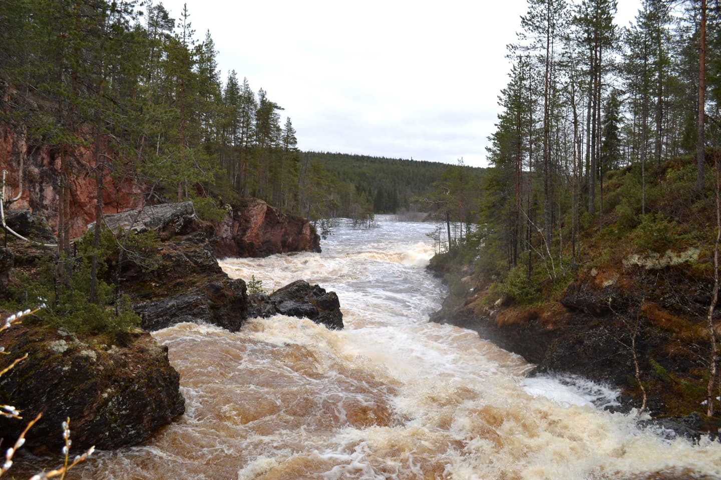 Image: Tytti Taivalkoski A foaming river flows between rocky cliffs. Coniferous forest grows on both banks.