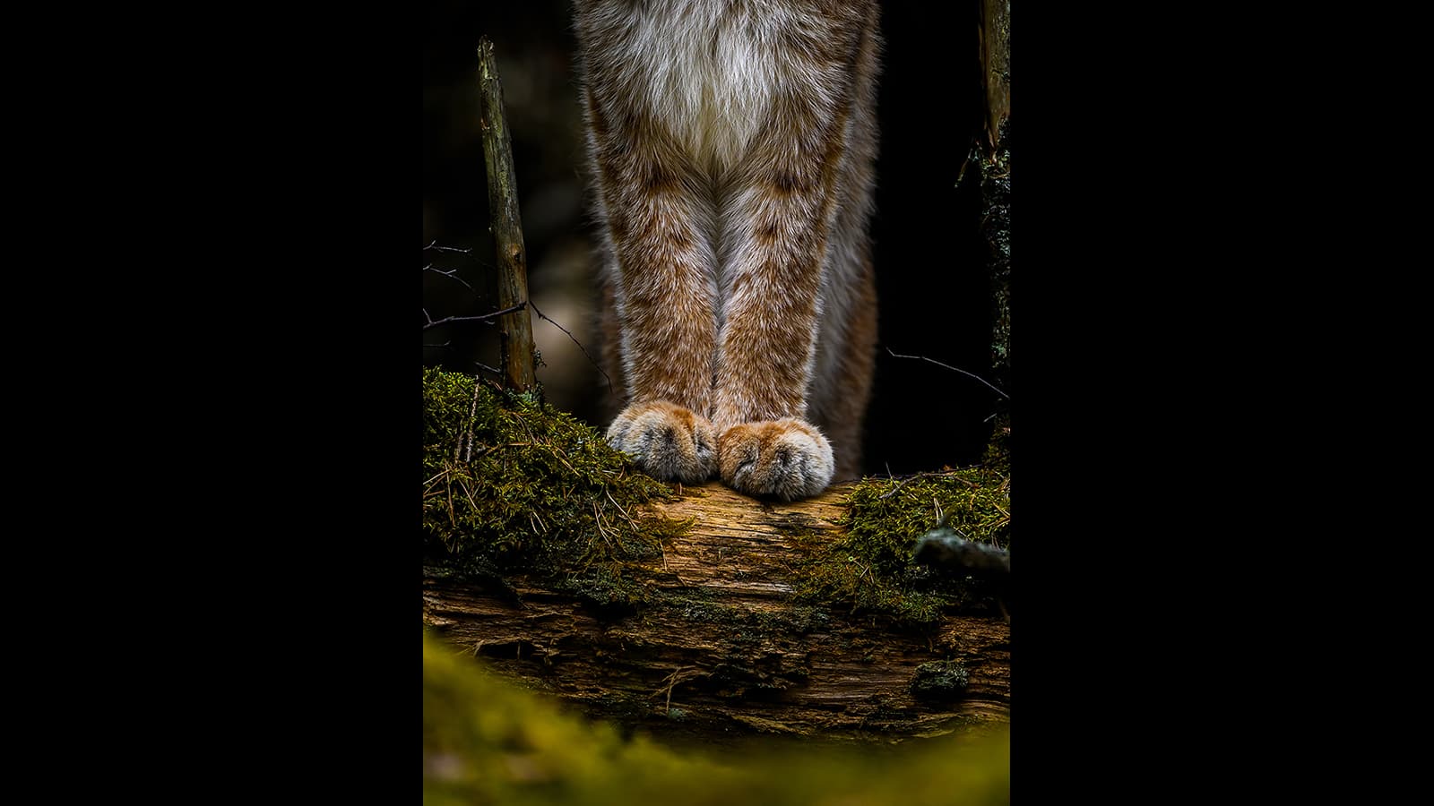 Kuva: Ossi Saarinen Lähikuva ilveksen etujaloista kaatuneen puunrungon päällä.