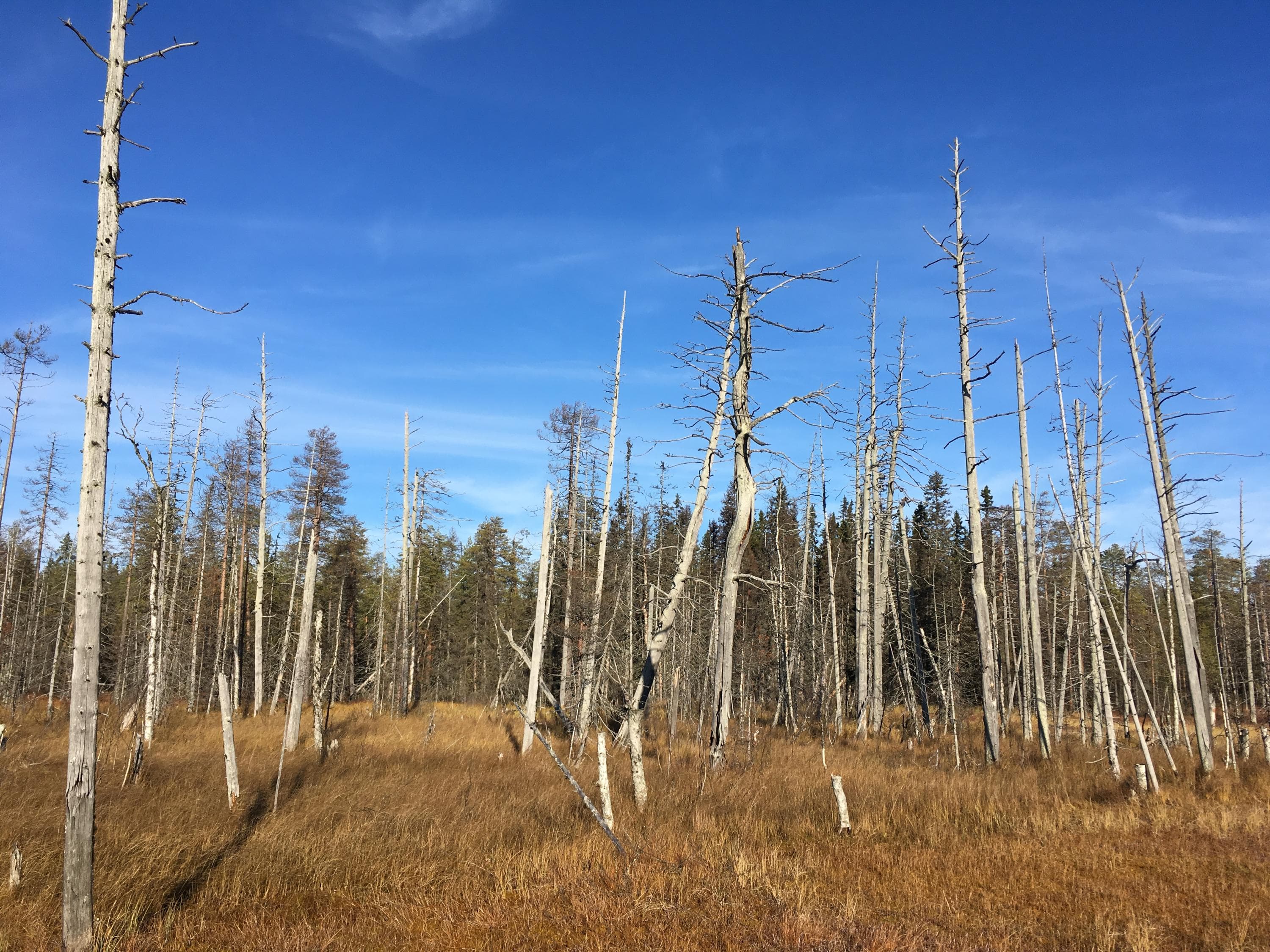 Kuva: Eeva Pulkkinen. Alareunassa suo, keskellä metsää, yläreunassa taivas.