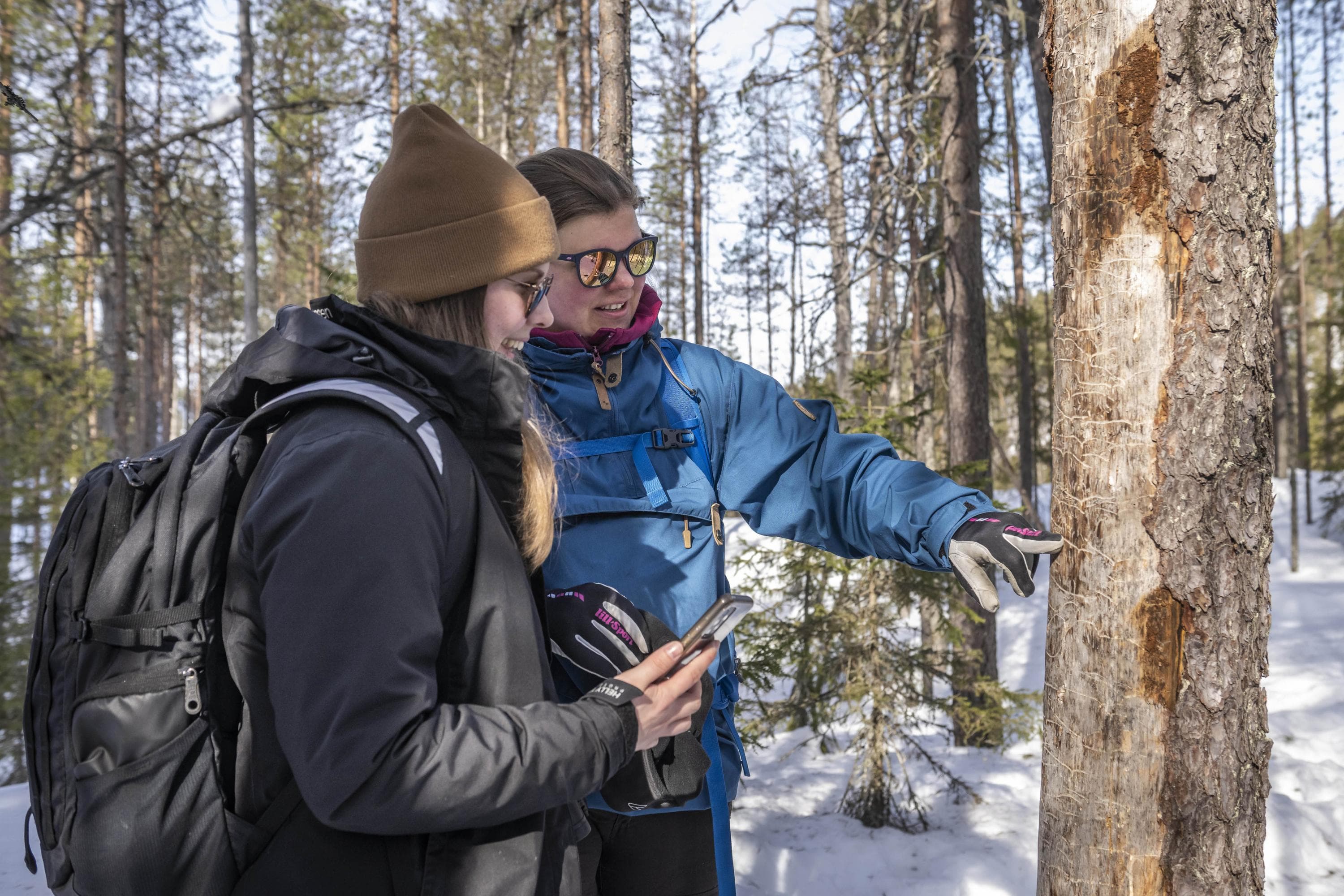 Kuva: Sami Säily Kaksi retkeilijää seisoo talvisessa metsässä keloutumassa olevan männyn vieressä. Puun rungossa on runsaasti kaarnakuoriaisten toukkien syömäkuvioita.