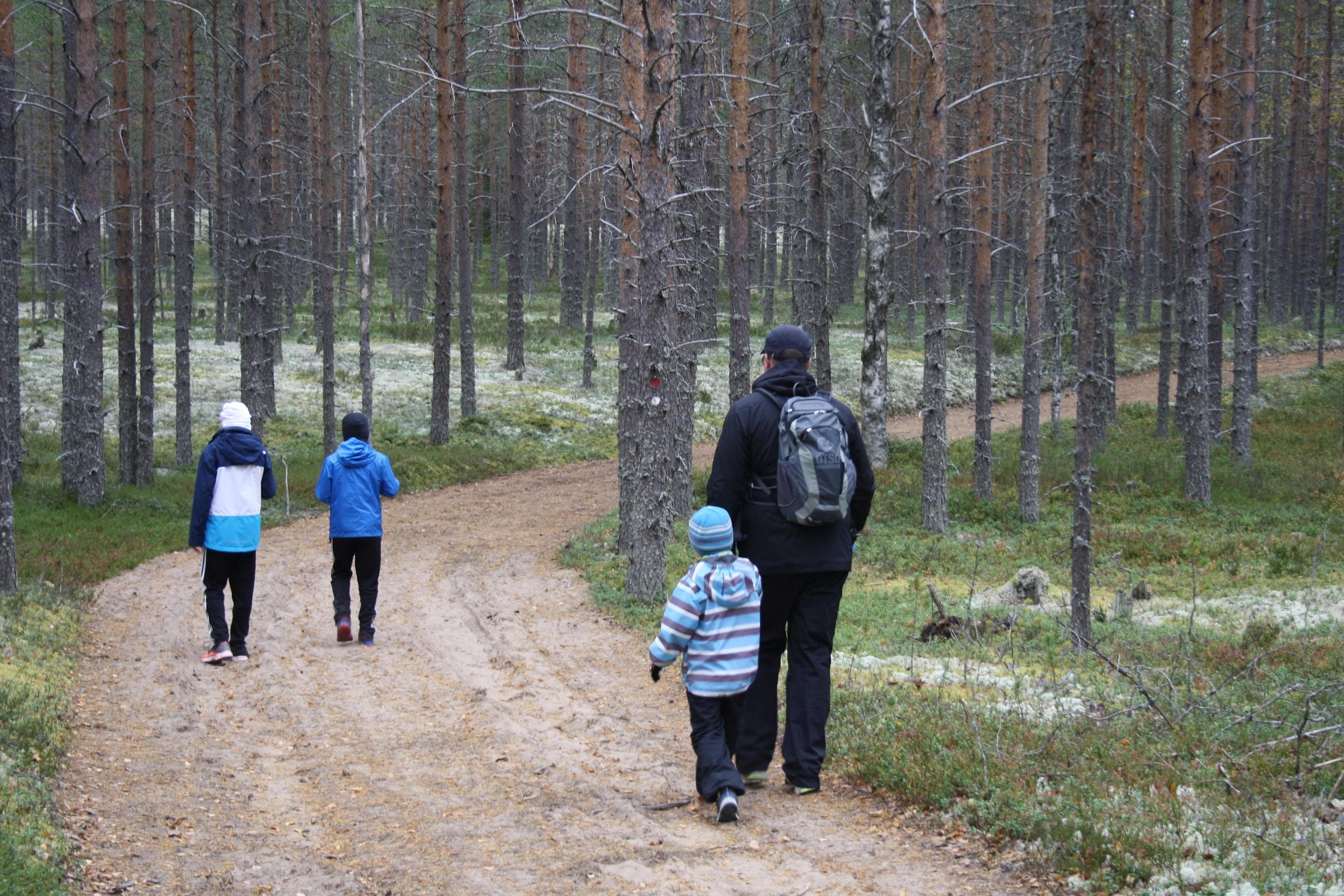 Kuva: Sari Pulkka Aikuinen kolmen lapsen kanssa merkityllä reitillä kävelemässä. Reitin varrella on mäntykangasta jäkälikköineen.