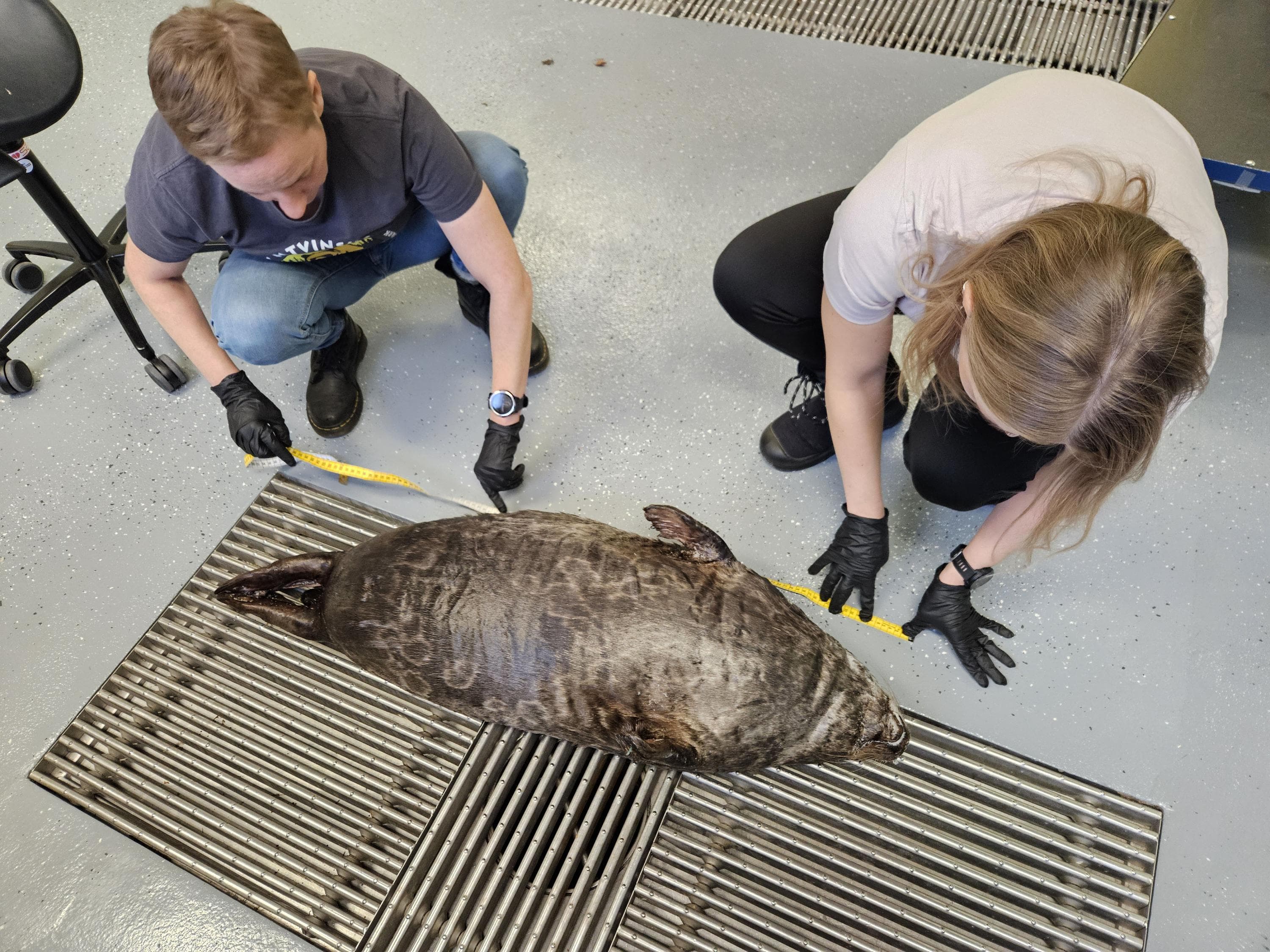 Kuva: Metsähallitus Kuollut norppa on lattialla ison lattiaritilän päällä. Kaksi henkilöä on kyykyssä norpan vieressä ja mittaa norpan pituutta.