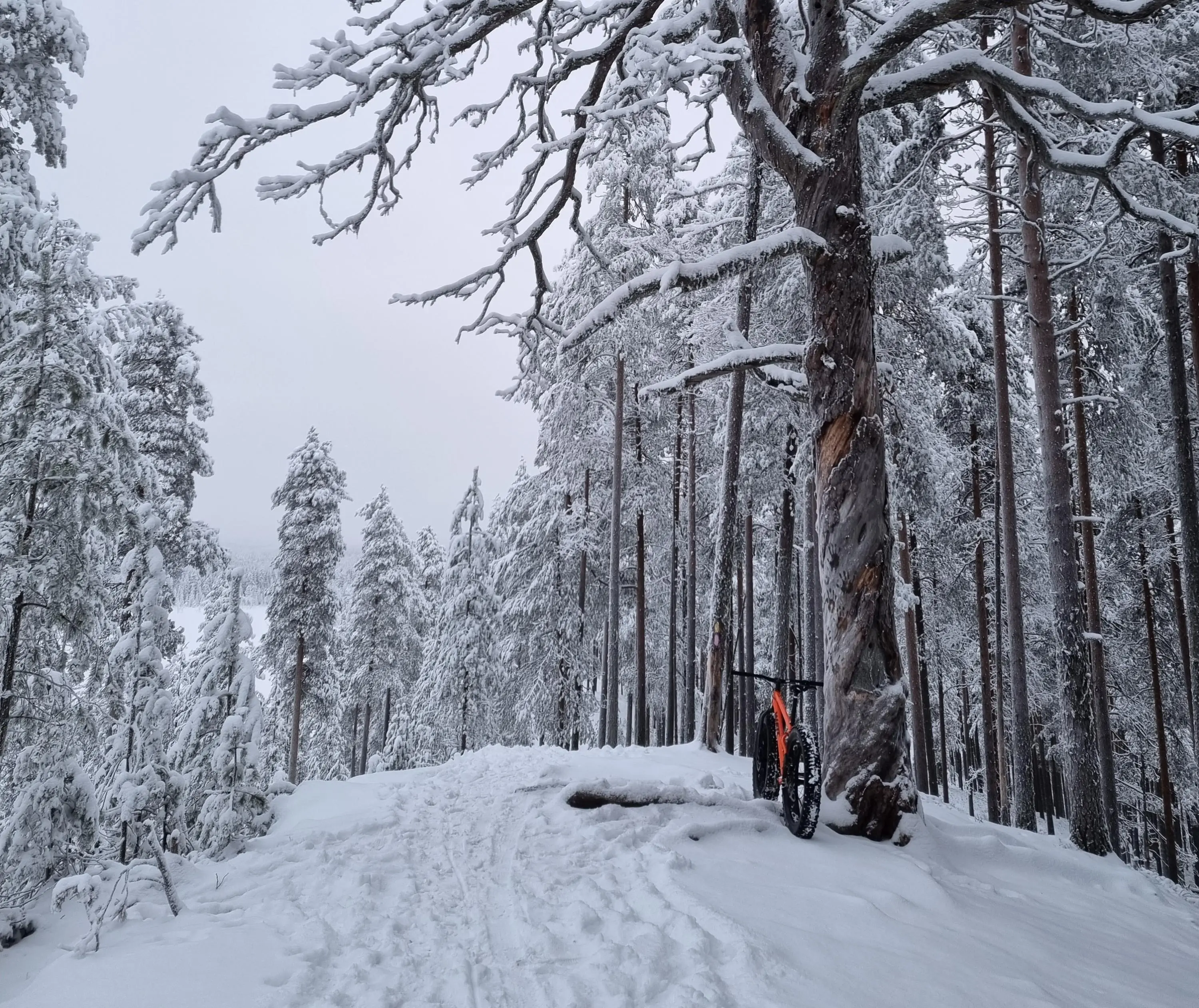 Kuva: Annu Tuohiluoto Pytkynharjun päällä on vanha petäjä ja siihen nojaa maastopyörä. Maassa on lunta.