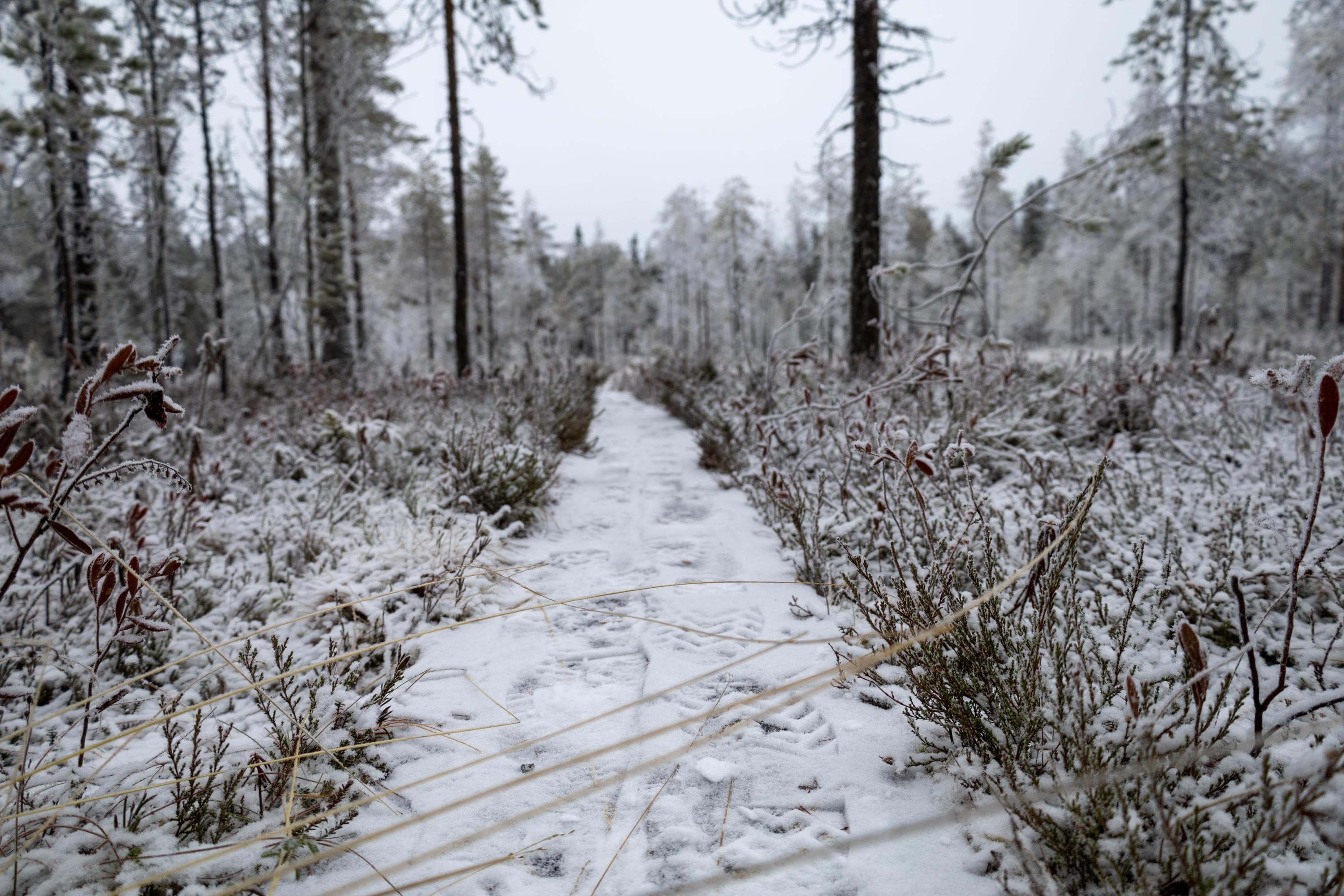 Kuva: Tiina Huotari. Keskellä pitkospuut läheltä kuvattuna. Oikeassa ja vasemmassa reunassa suota. Yläreunassa taivas.