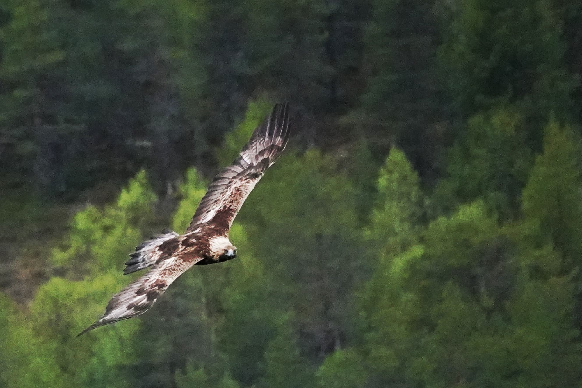 Kuva: Eetu Sundvall/Metsähallitus Lintu liitää puunlatvojen yläpuolella.