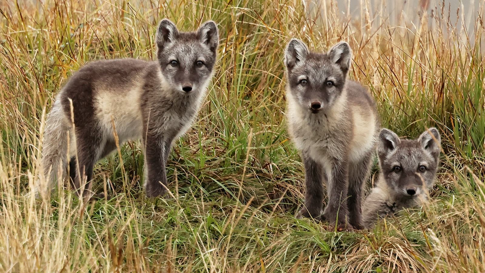 Kuva: Petri Piisilä Kolme naalia maastossa.