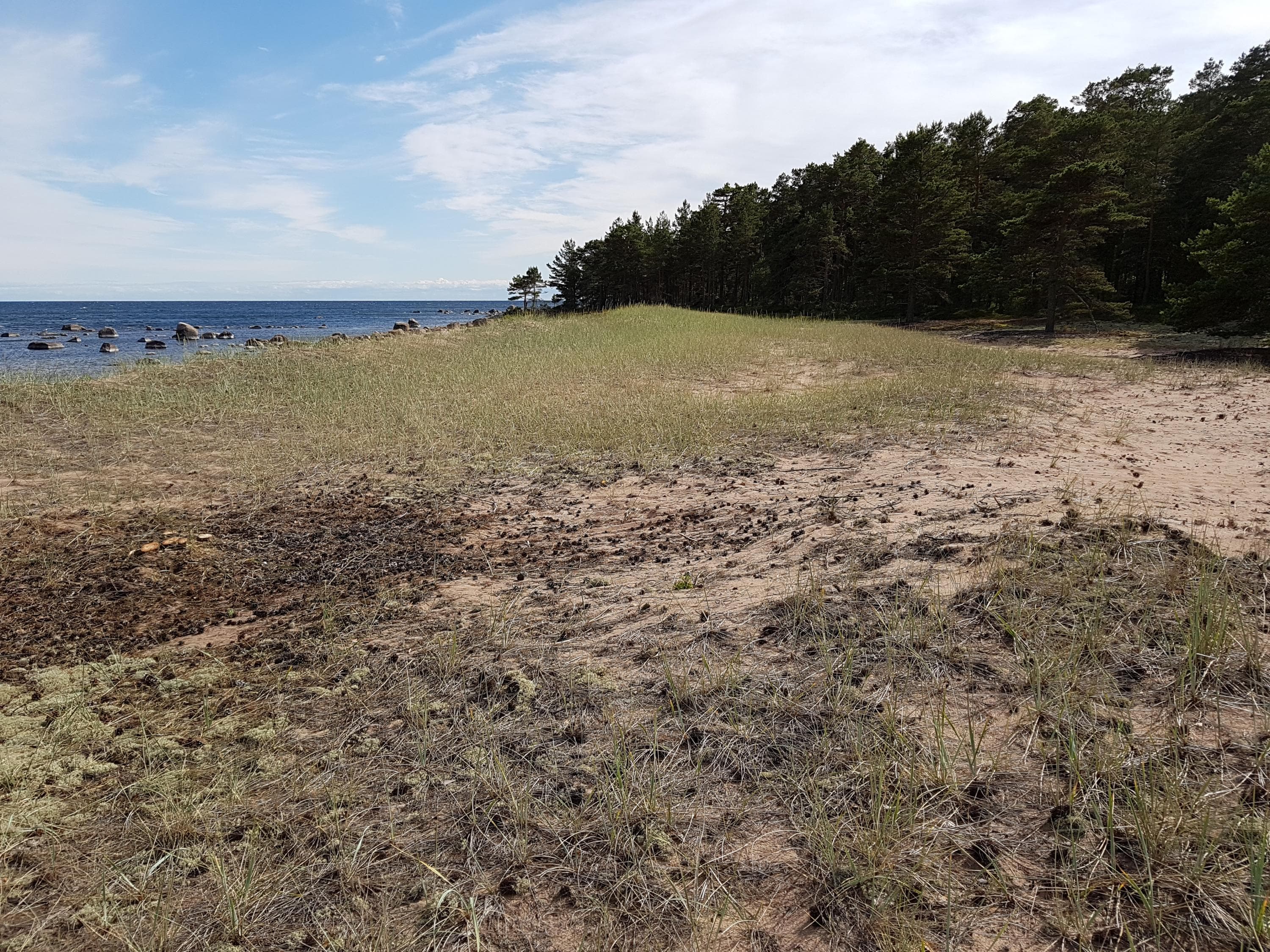 Kuva: Marja Hokkanen Rannikkoinen maisema, jossa metsä kohtaa hiekkarannan ja meren, osittain pilvisen taivaan alla.