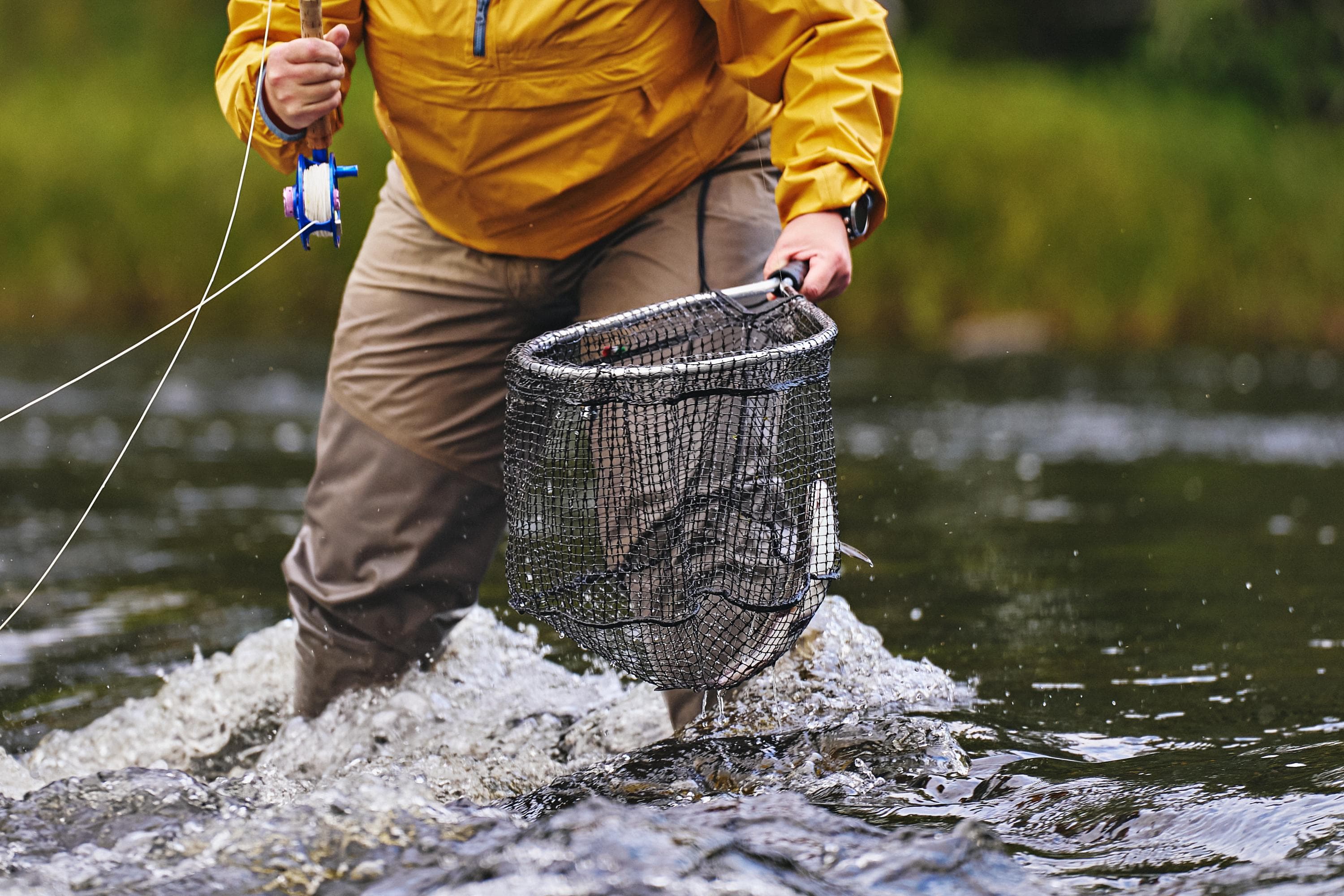 Kuva: Mikko Törmänen Joessa kahlaava perhokalastaja vapa ja haavi kädessä, haavissa kala.