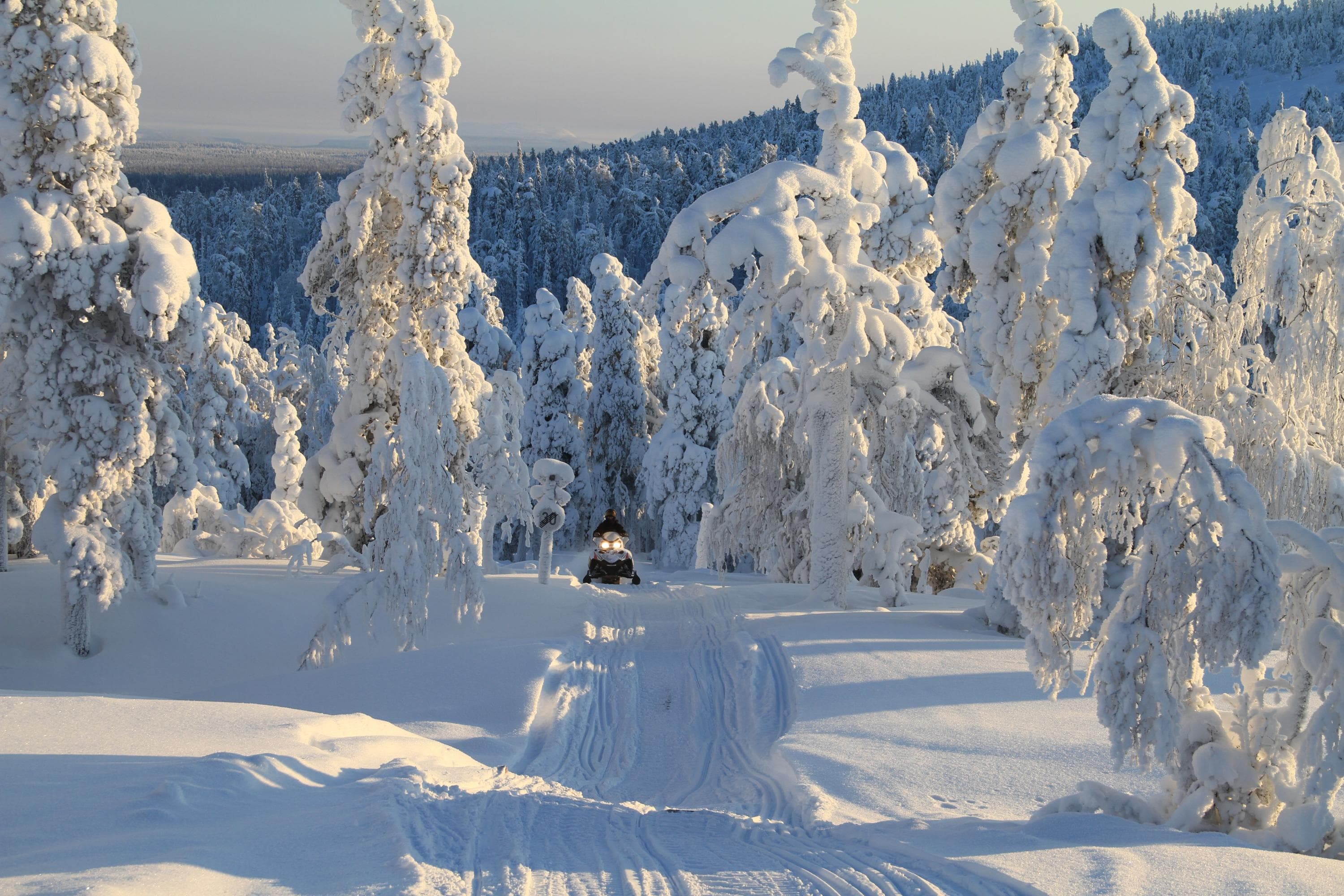 Kuva: Pekka Hänninen Moottorikelkkailija ajaa uralla tykkymetsässä.