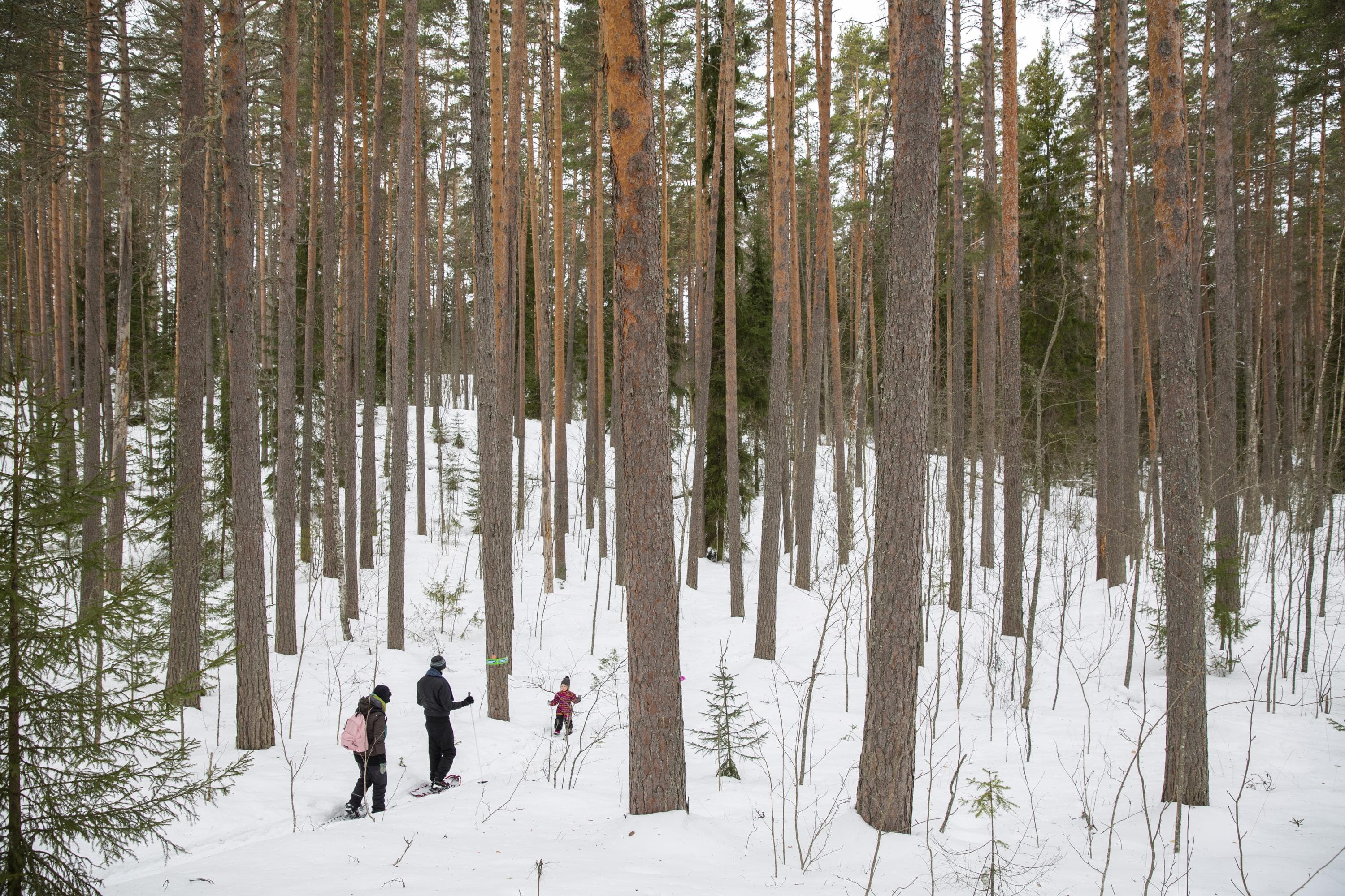Bild: Saara Lavi Två vuxna och ett litet barn i en snöig skog bland höga träd.