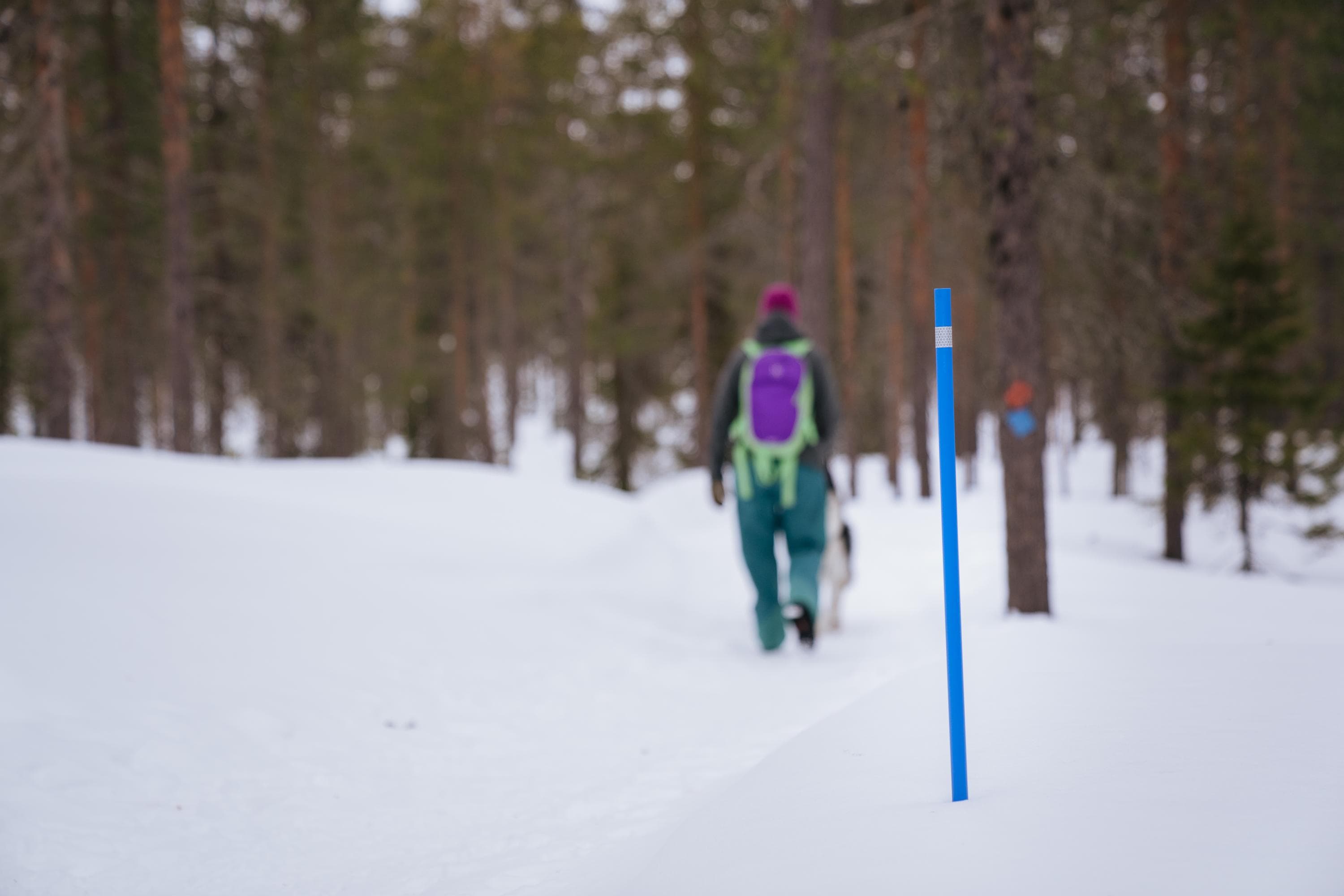 Kuva: Jaakko Posti Reittimerkintöjä talvella.